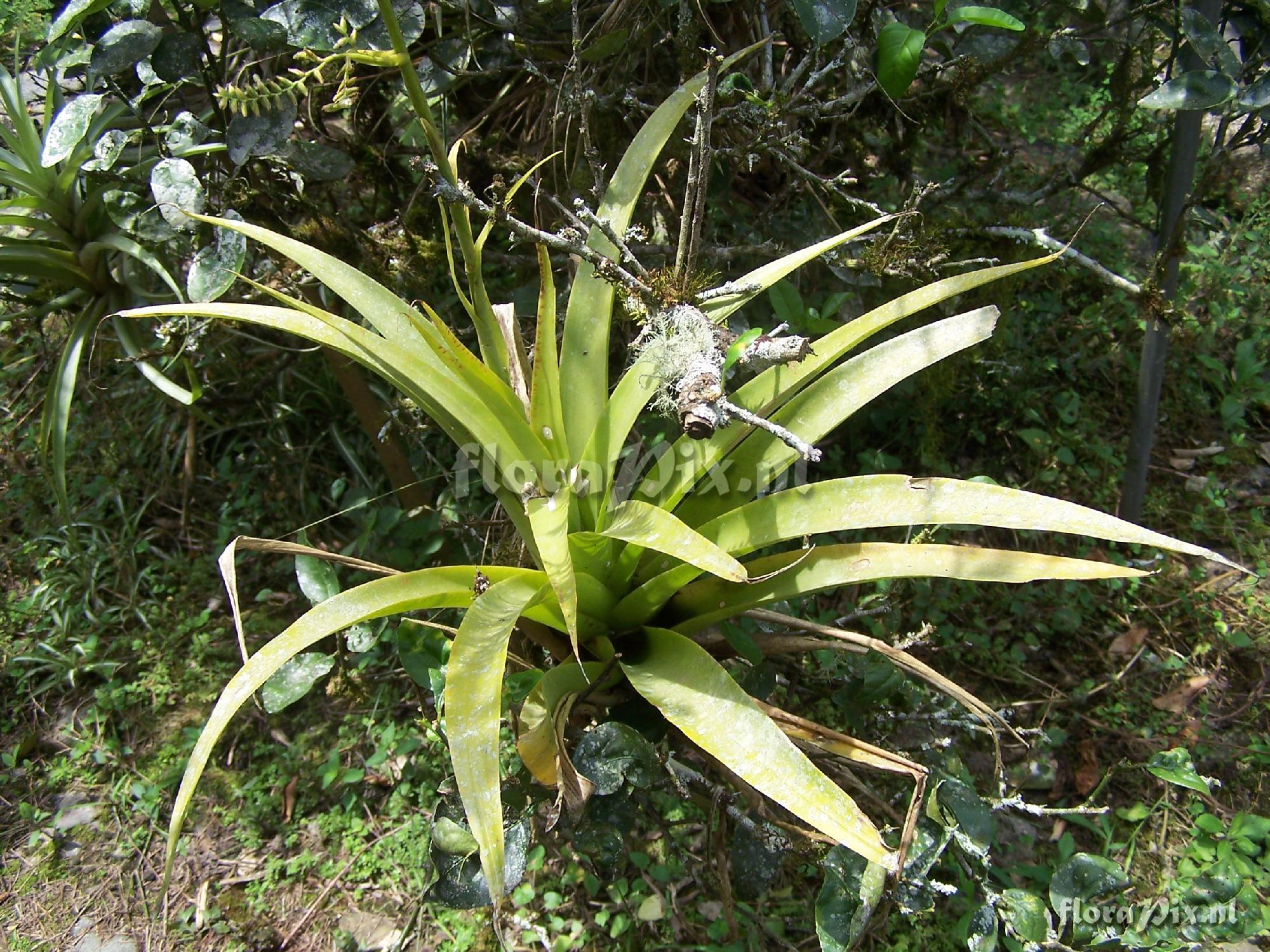 Racinaea multiflora var. multiflora