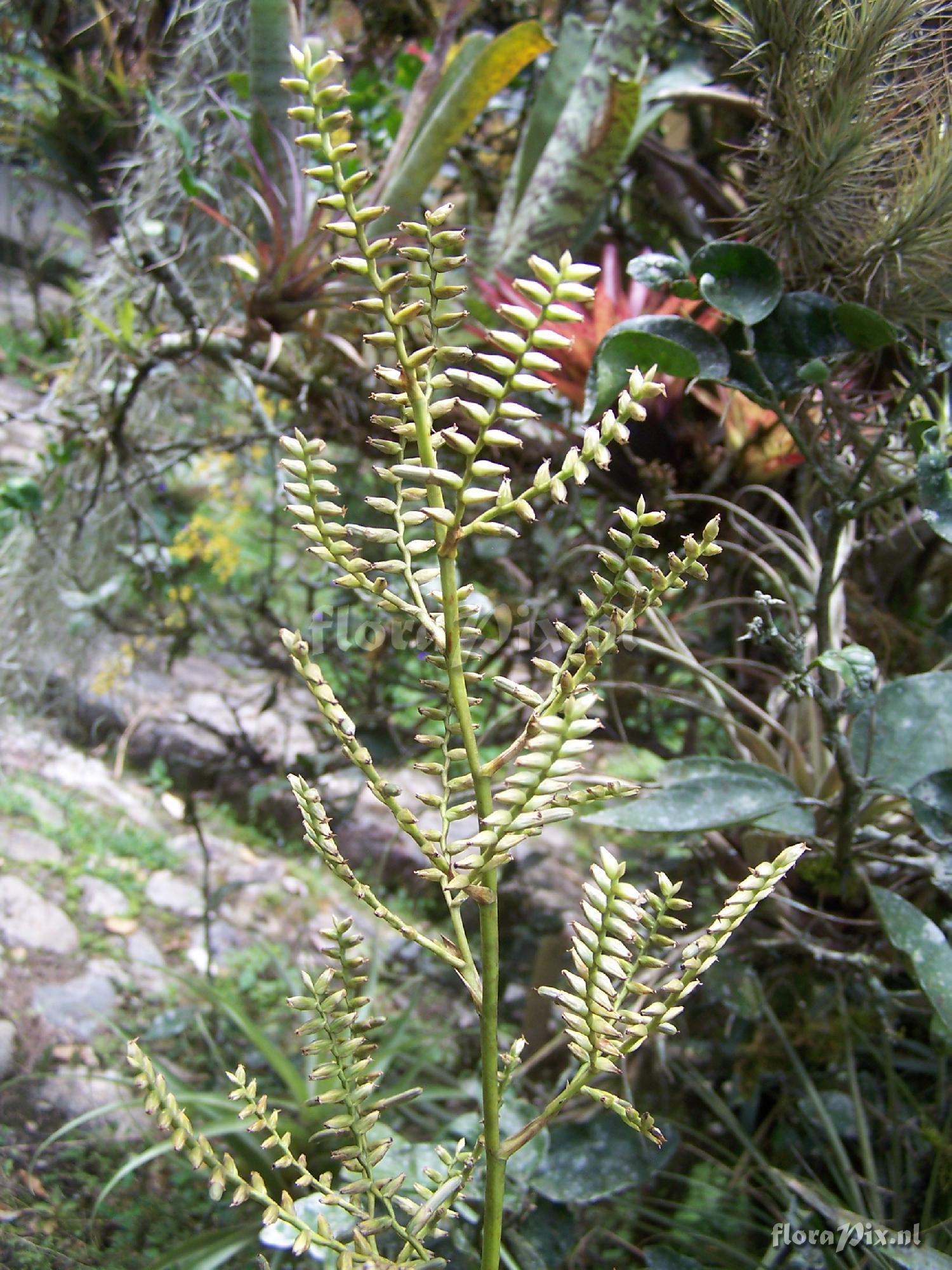 Racinaea multiflora var. multiflora