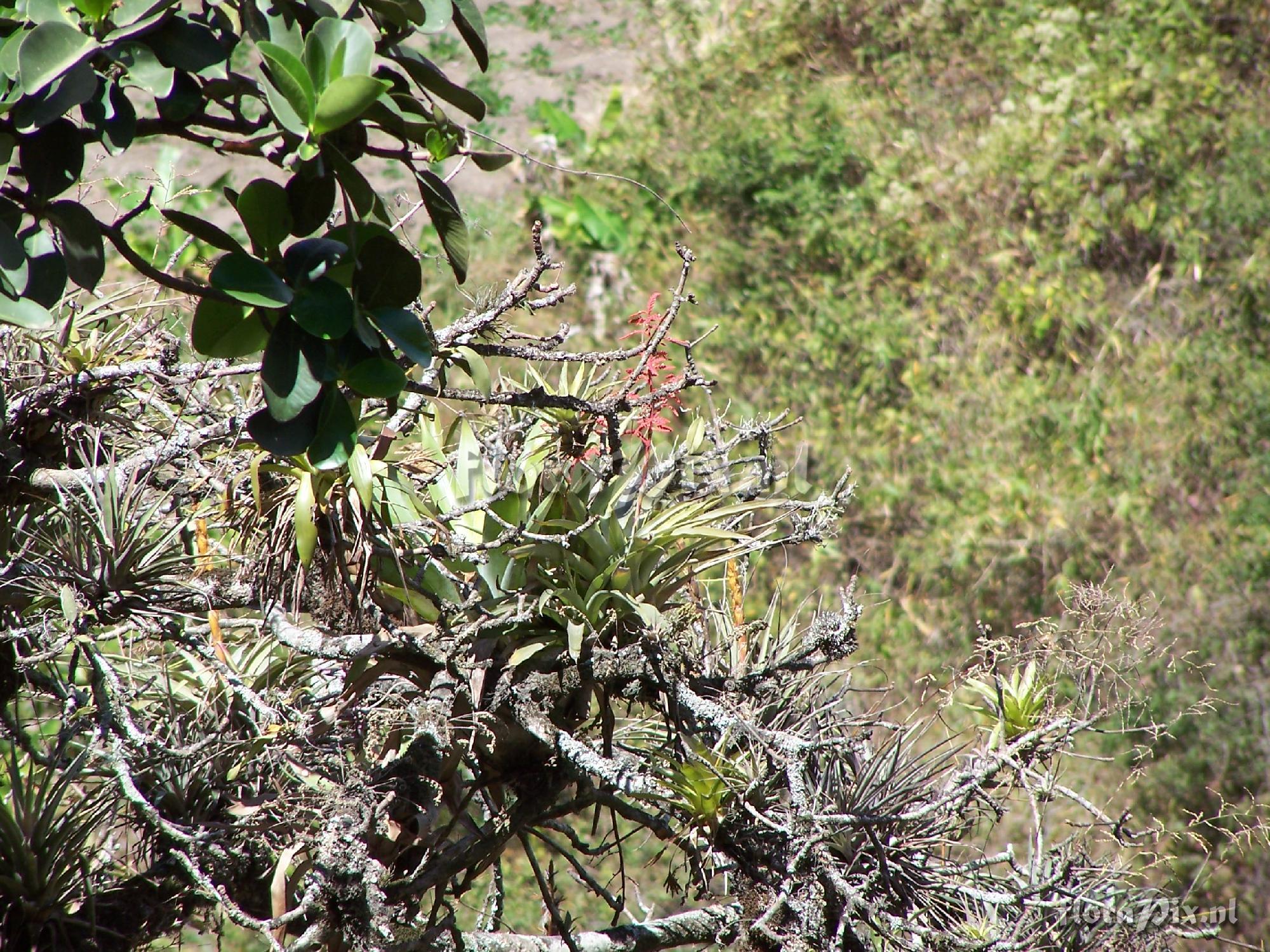 Racinaea multiflora var. tomensis