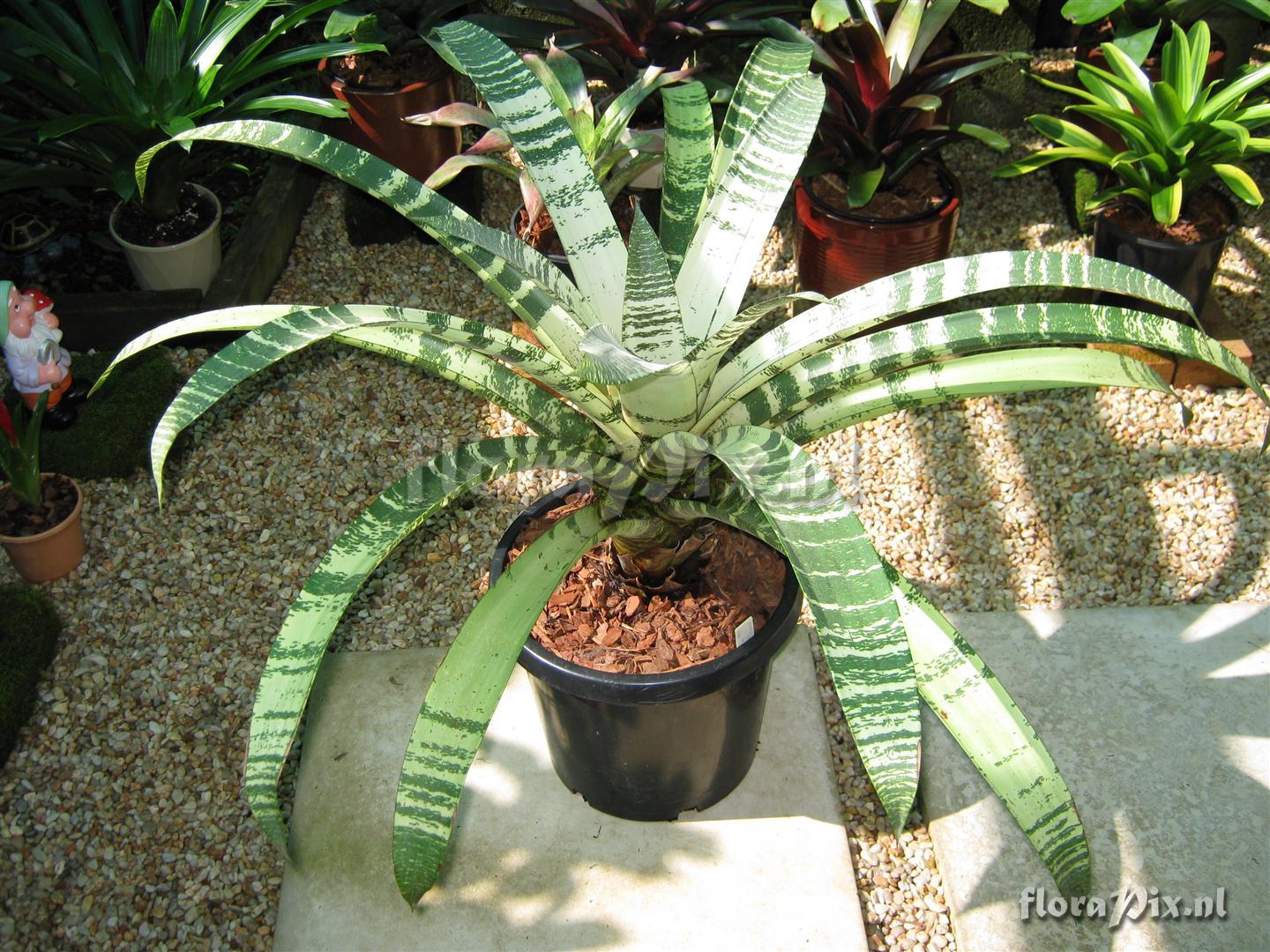 Guzmania vonbismarckii