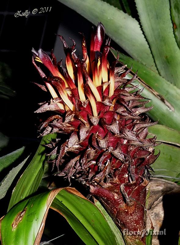 Pitcairnia funkiae