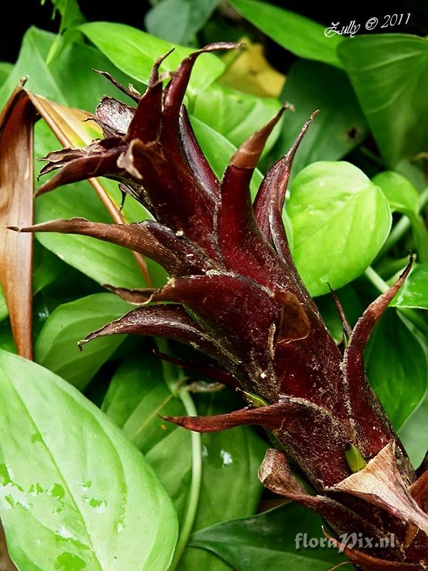 Pitcairnia atrorubens