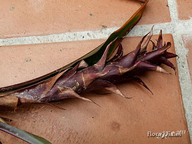 Pitcairnia atrorubens