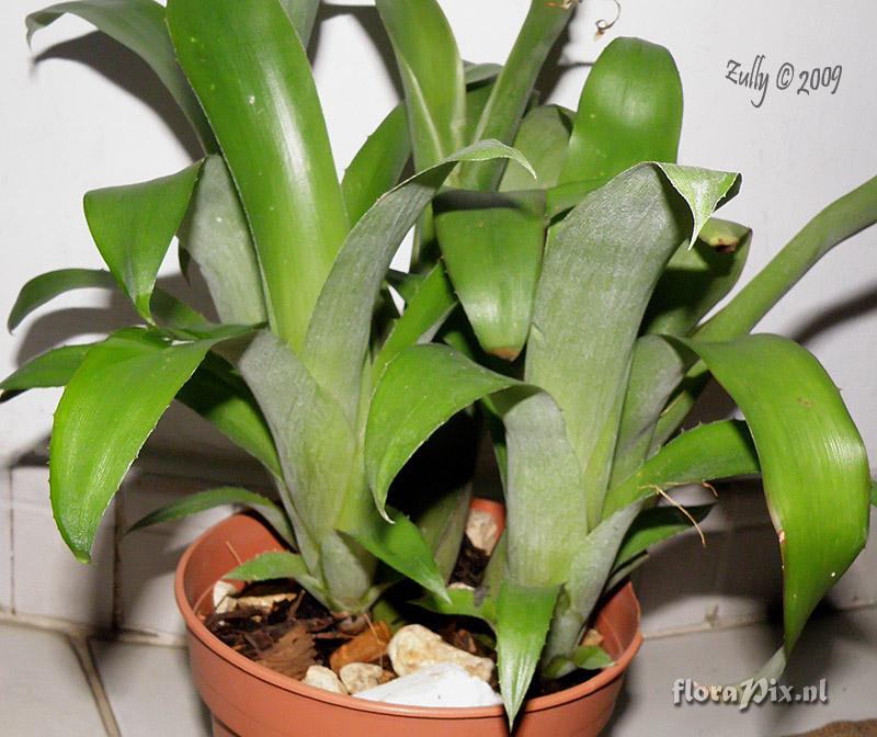 Billbergia sp