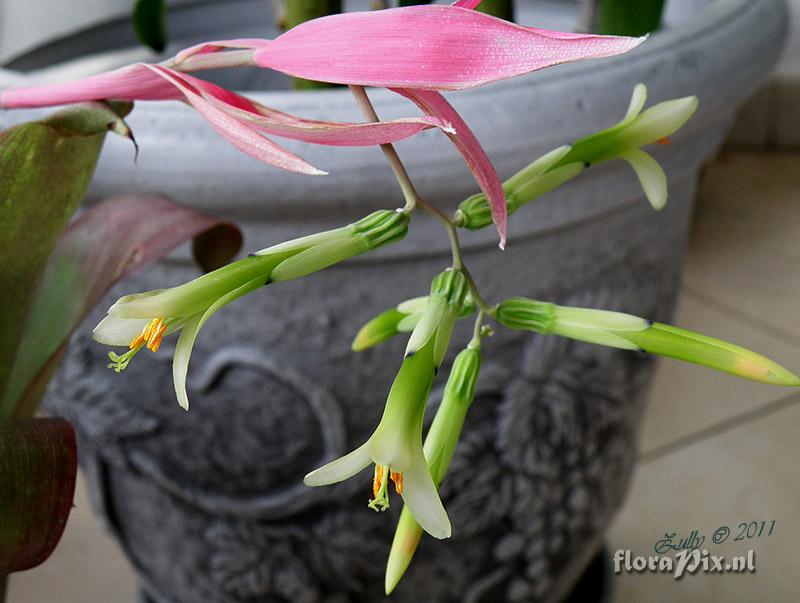 Billbergia sp