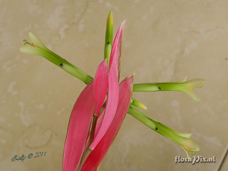 Billbergia sp