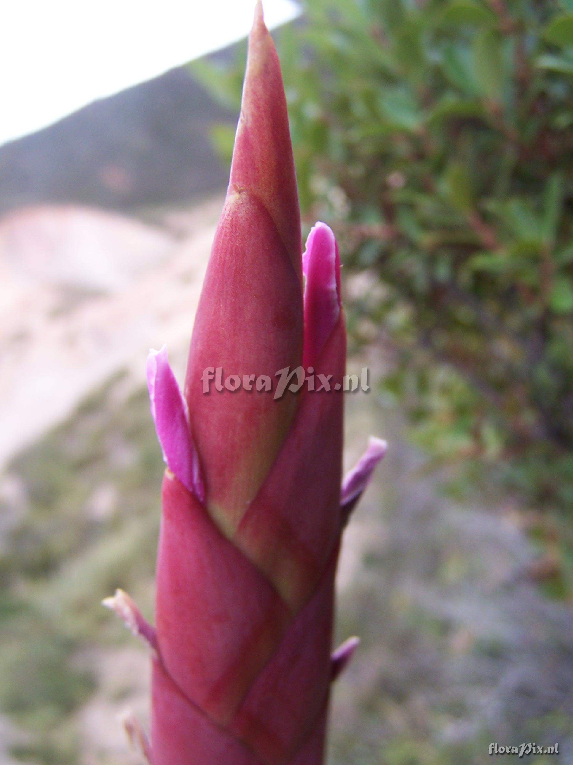 Tillandsia walteri var. herrerae