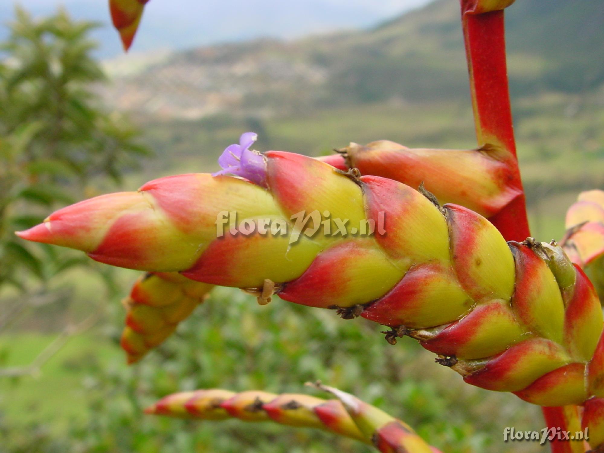 Tillandsia sp.