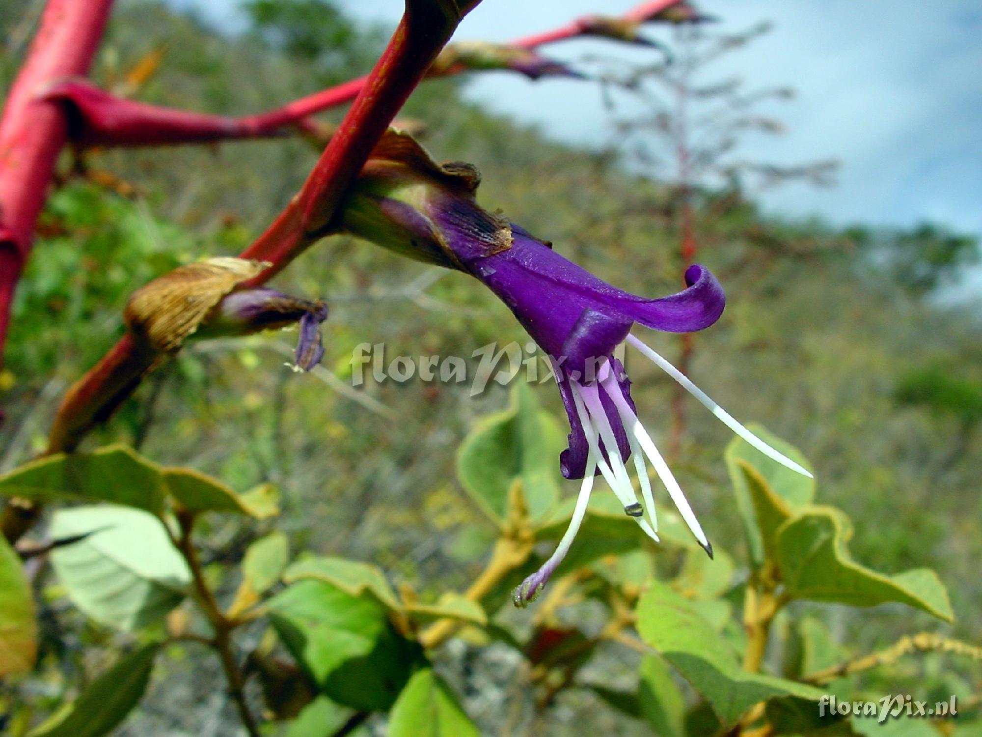 Tillandsia secunda var. mayor