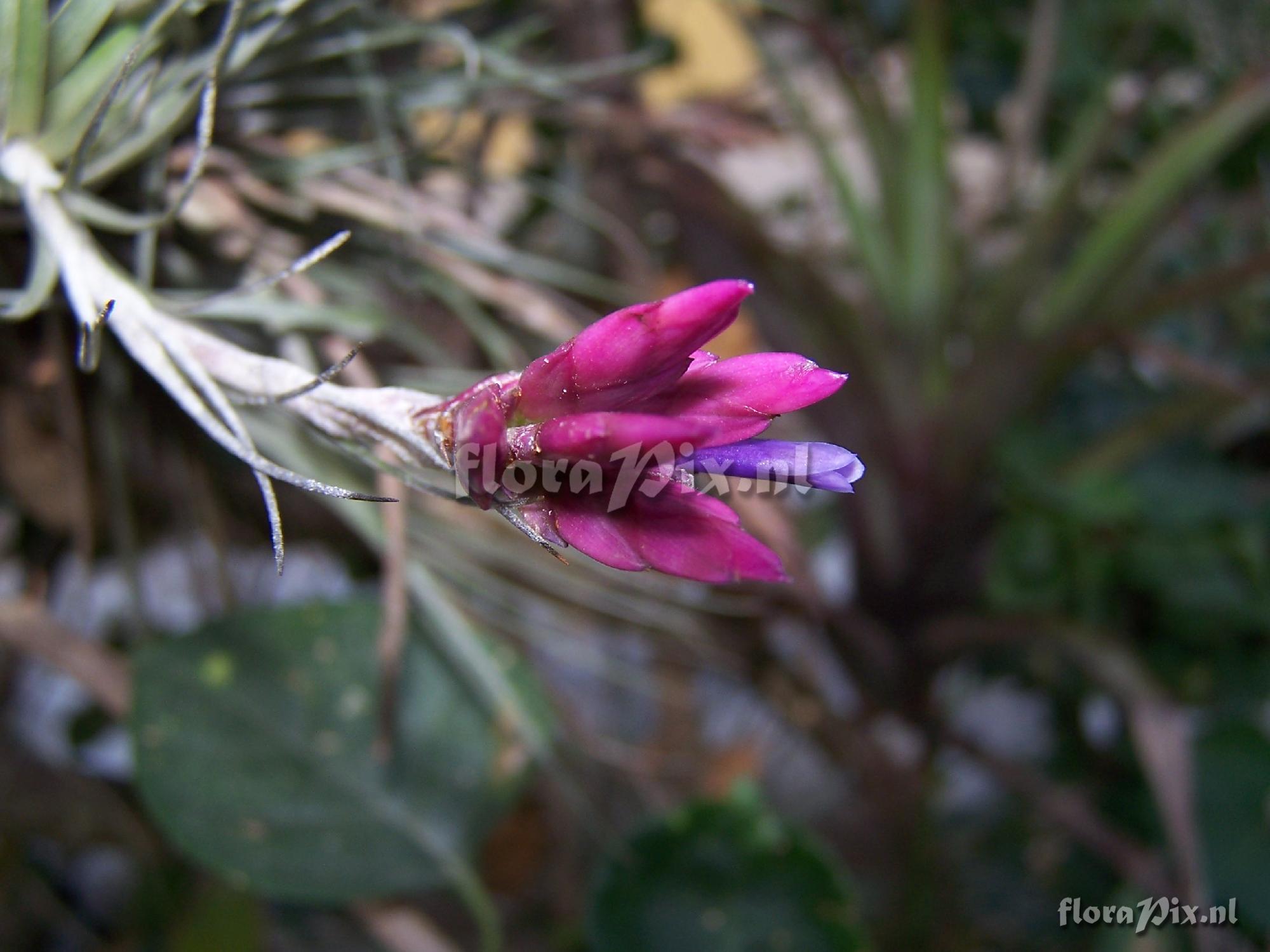 Tillandsia floribunda