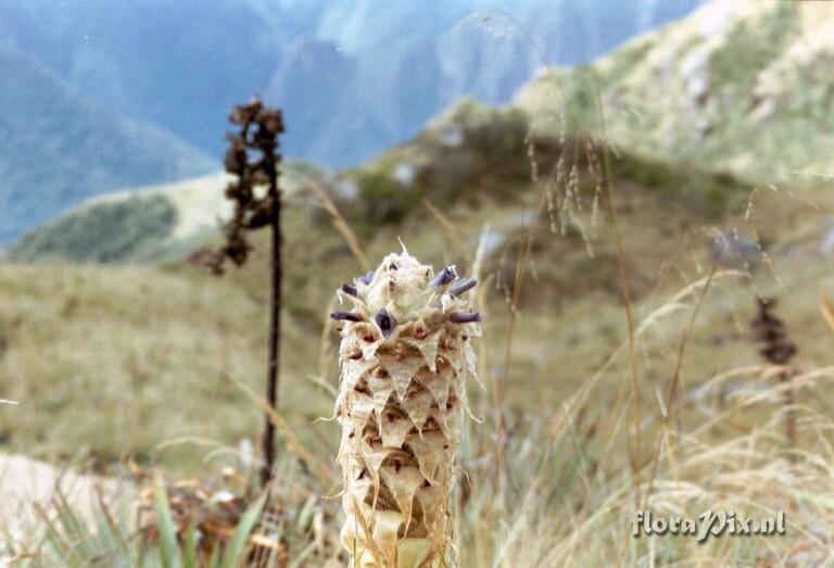 Puya cajasensis