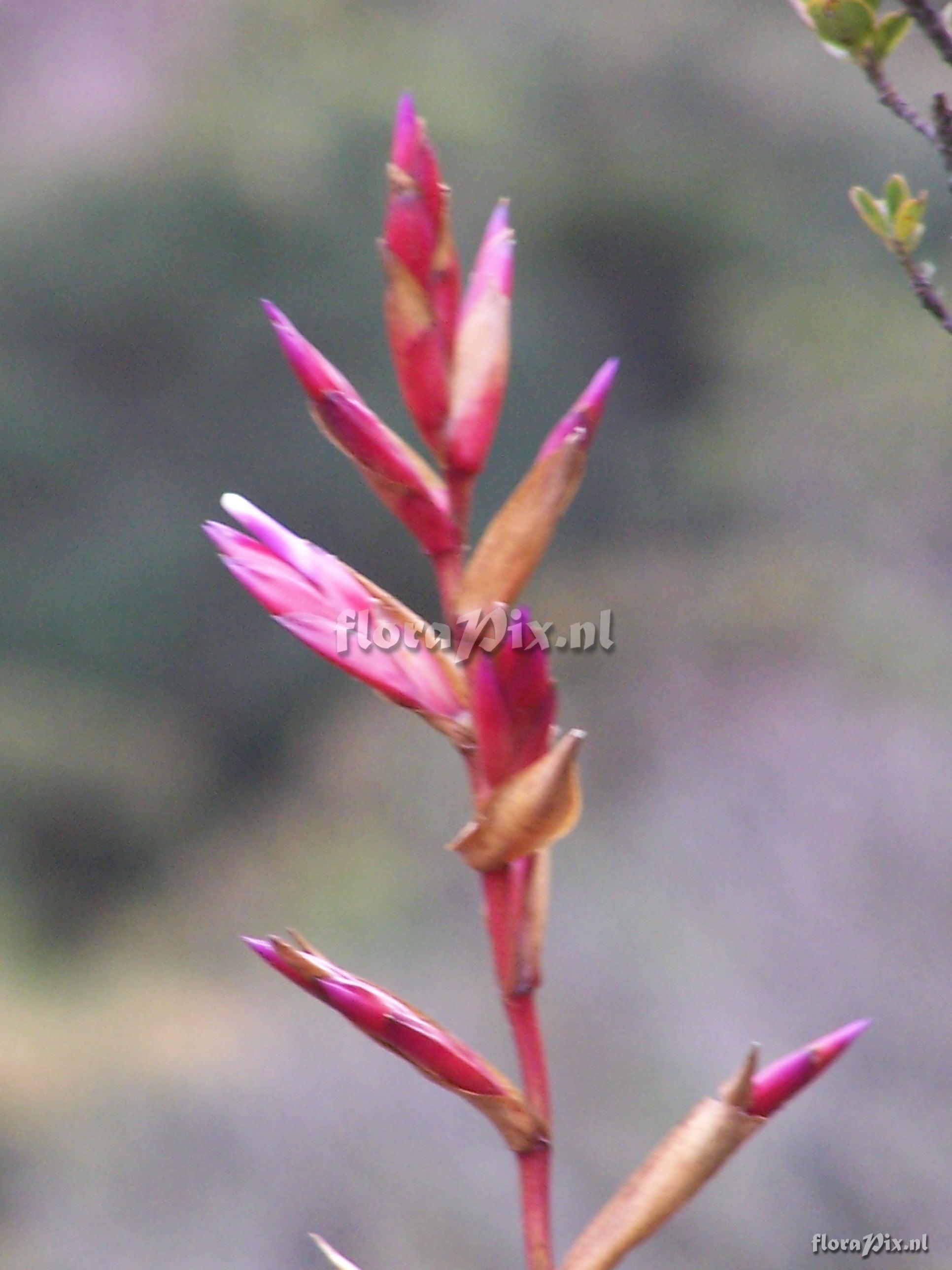 Tillandsia sp.