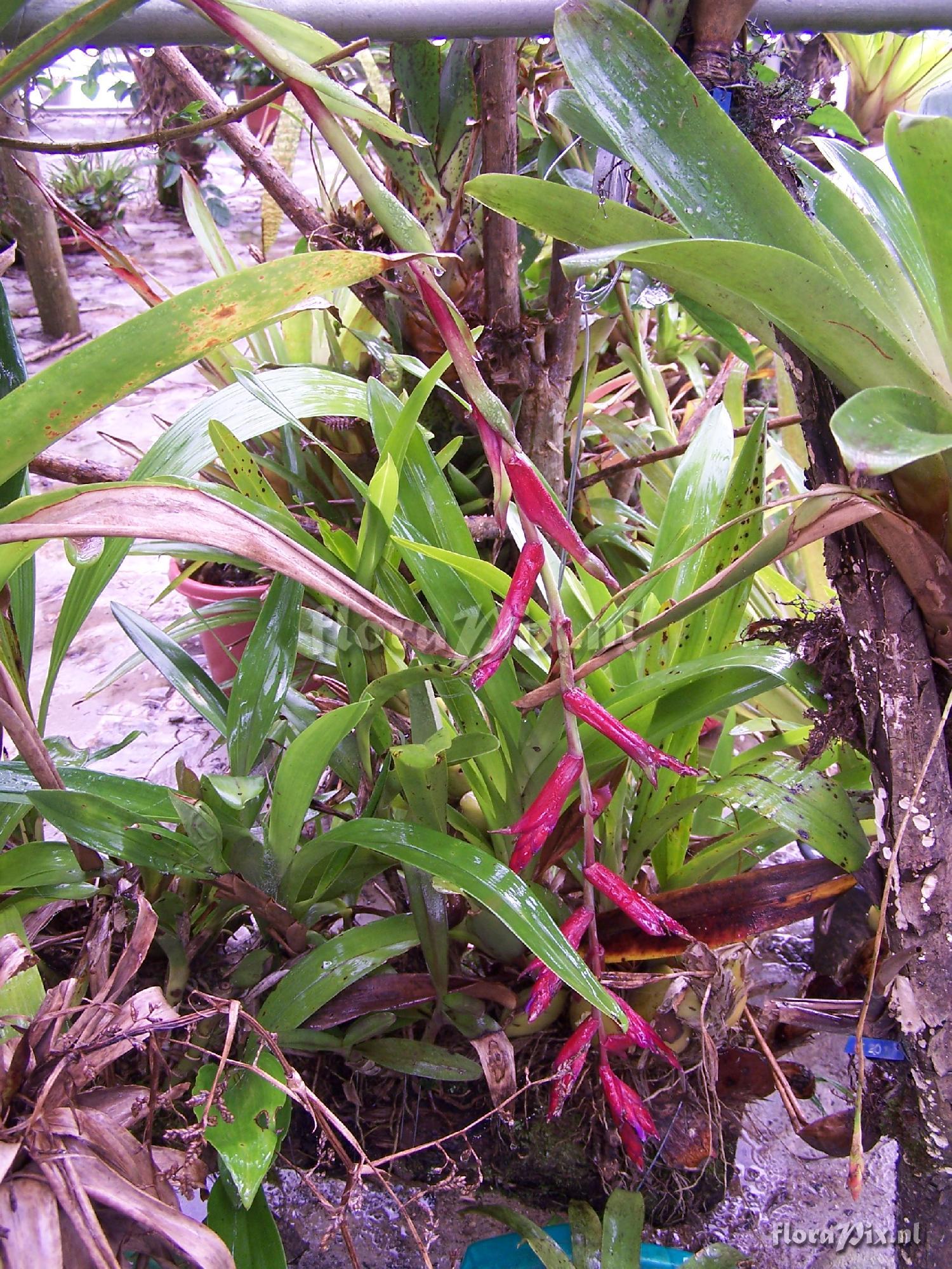 Tillandsia sp.