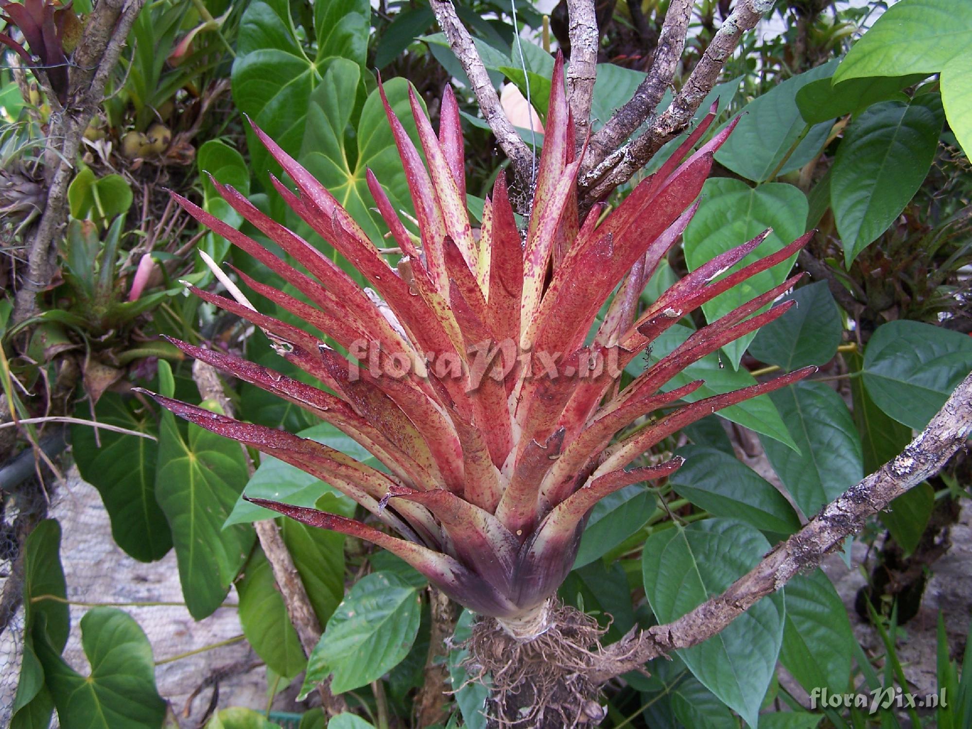 Tillandsia sp.