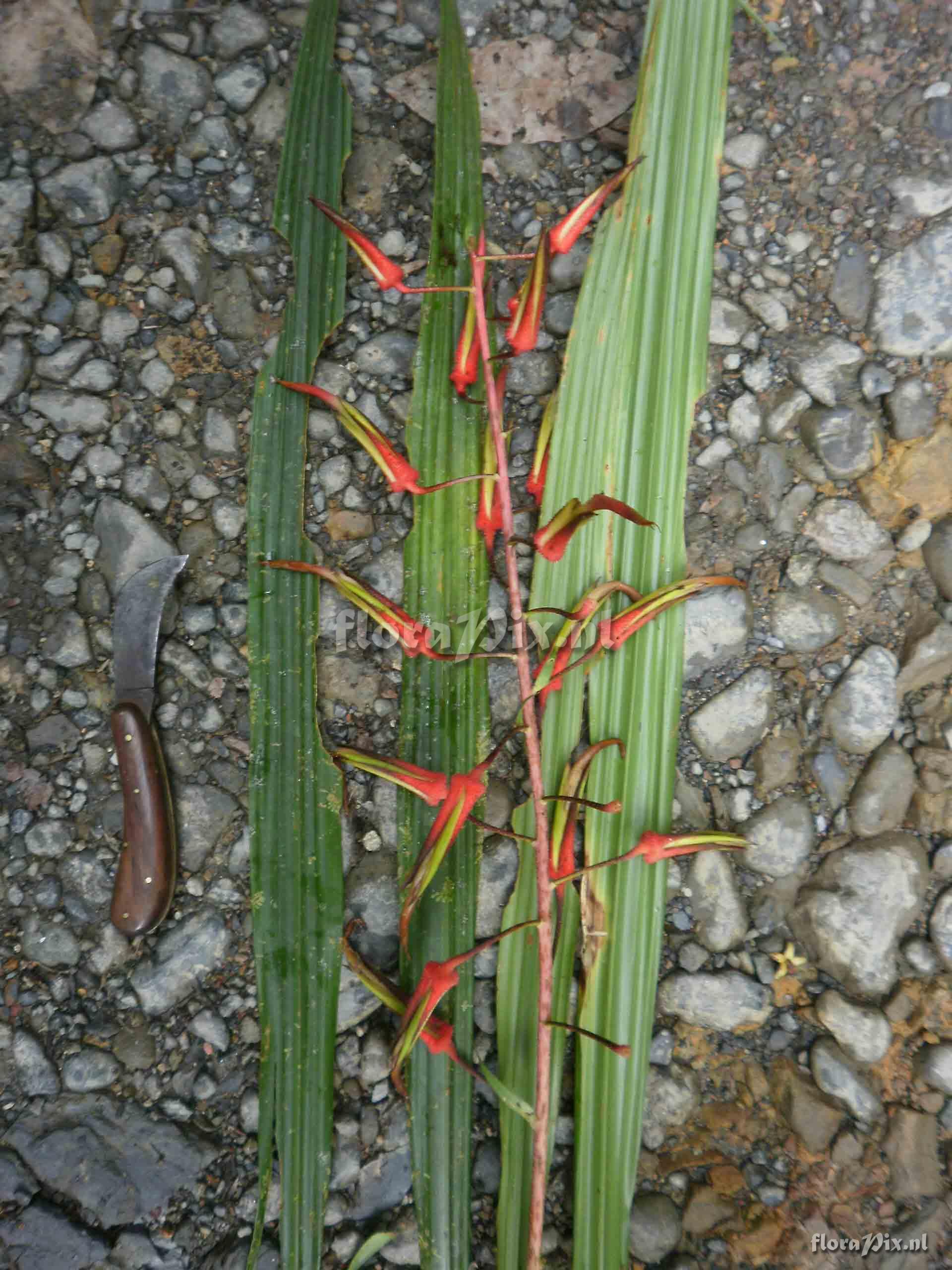 Pitcairnia sp?