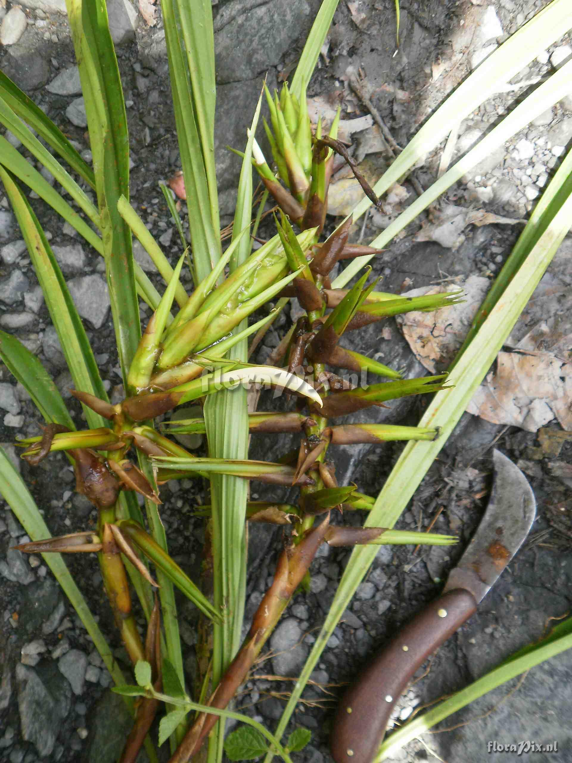 Pitcairnia sp?