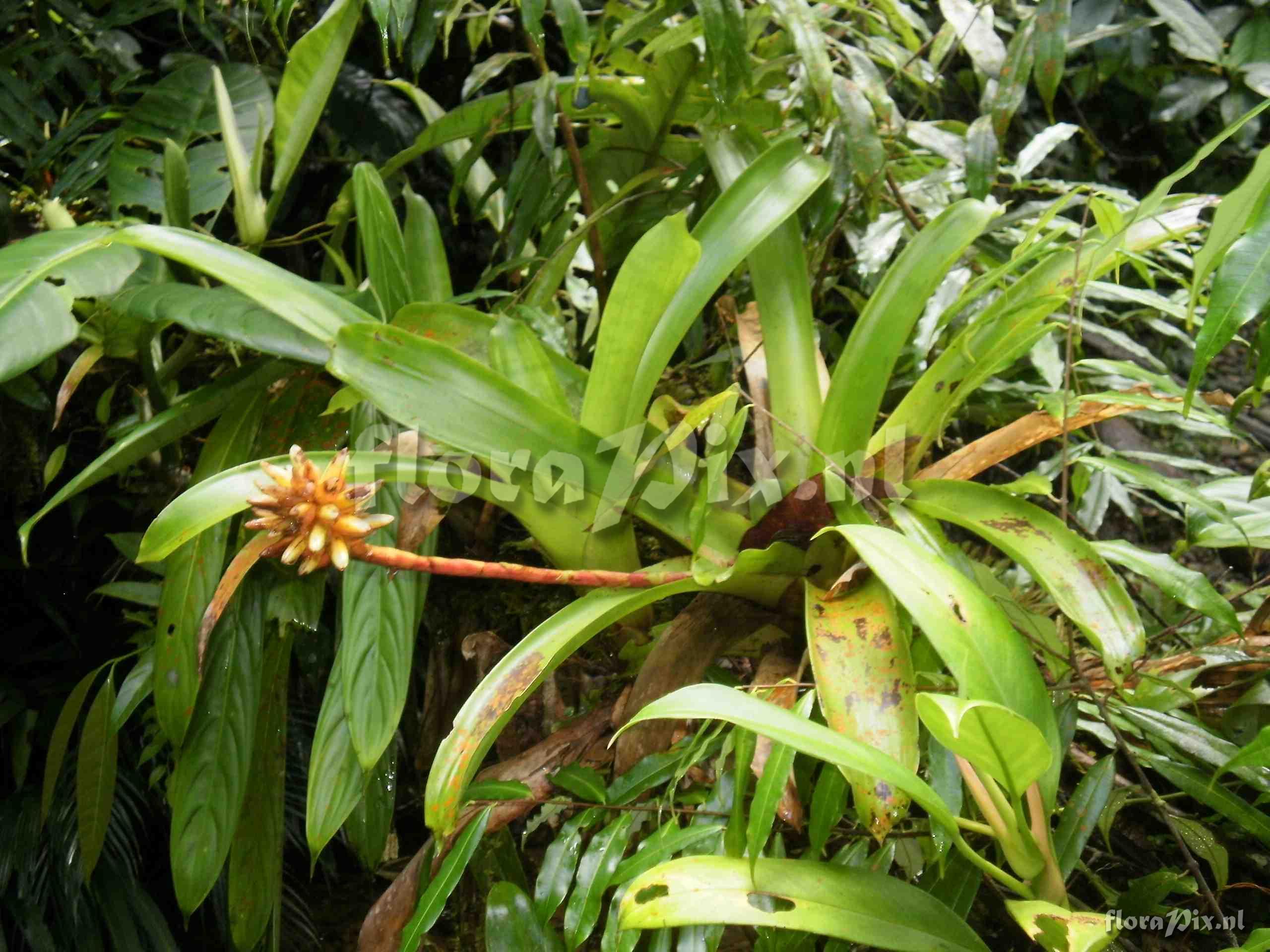 Guzmania musaica var. concolor