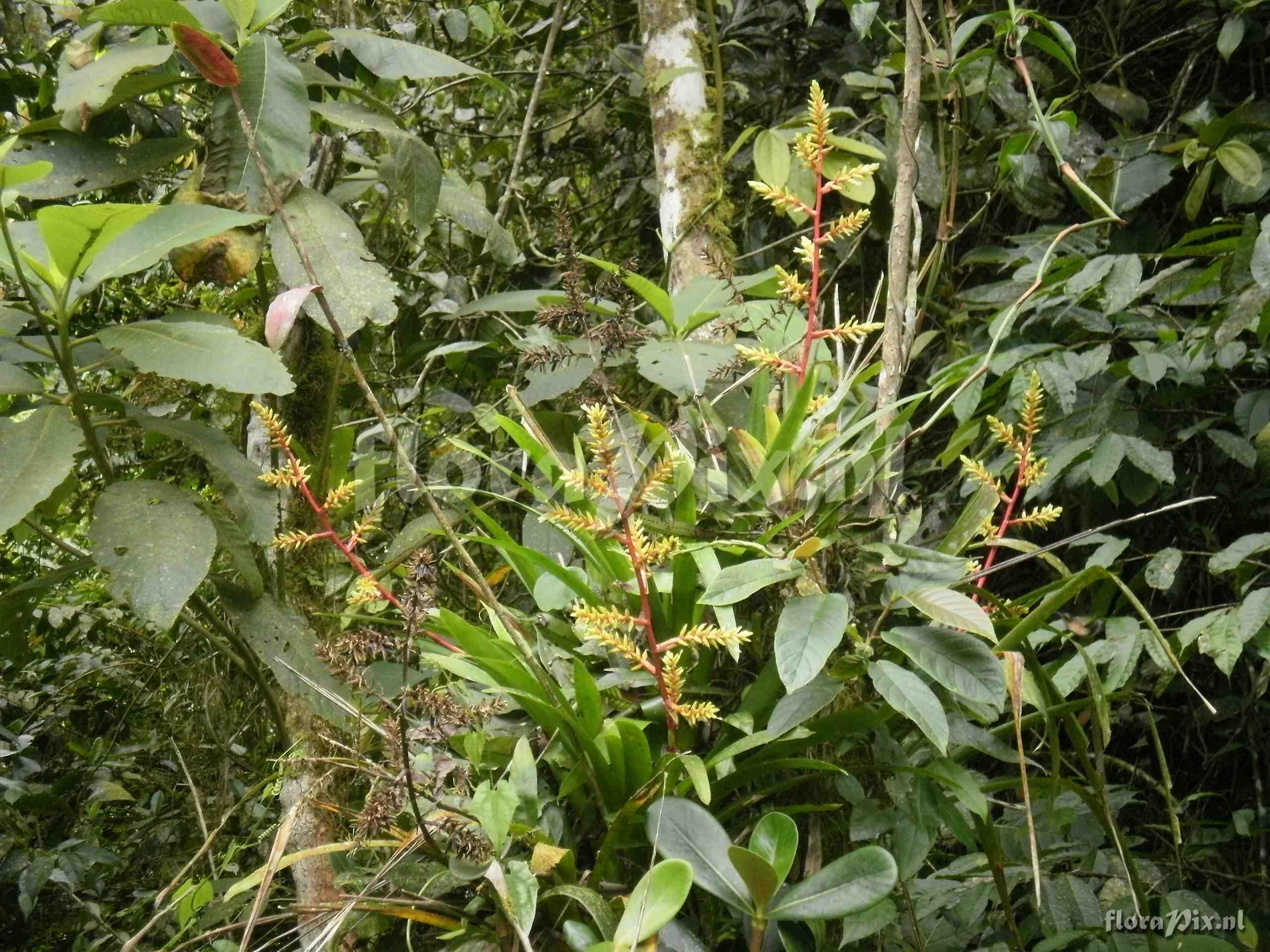 Guzmania rhonhoffiana