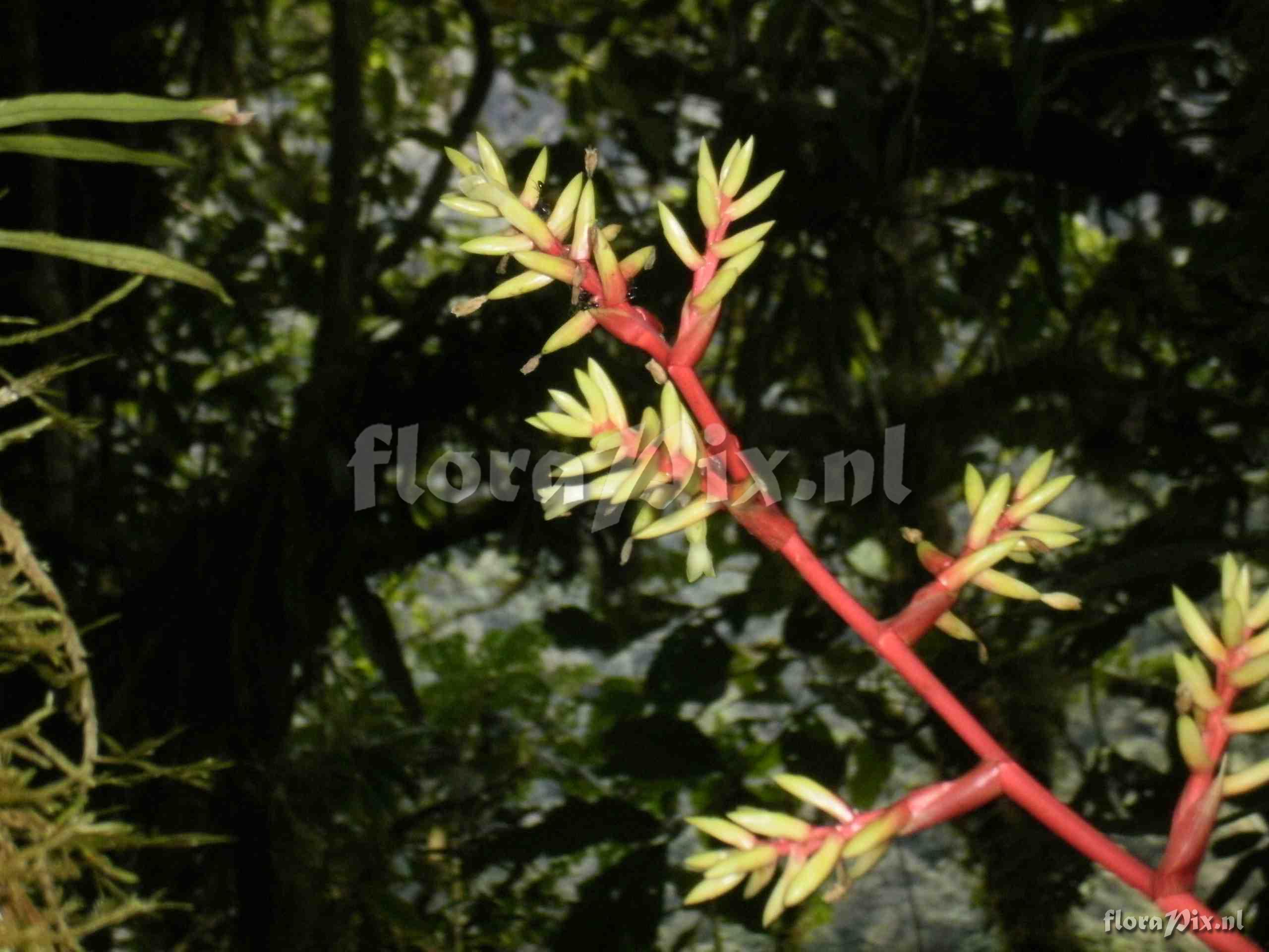 Guzmania rhonhoffiana