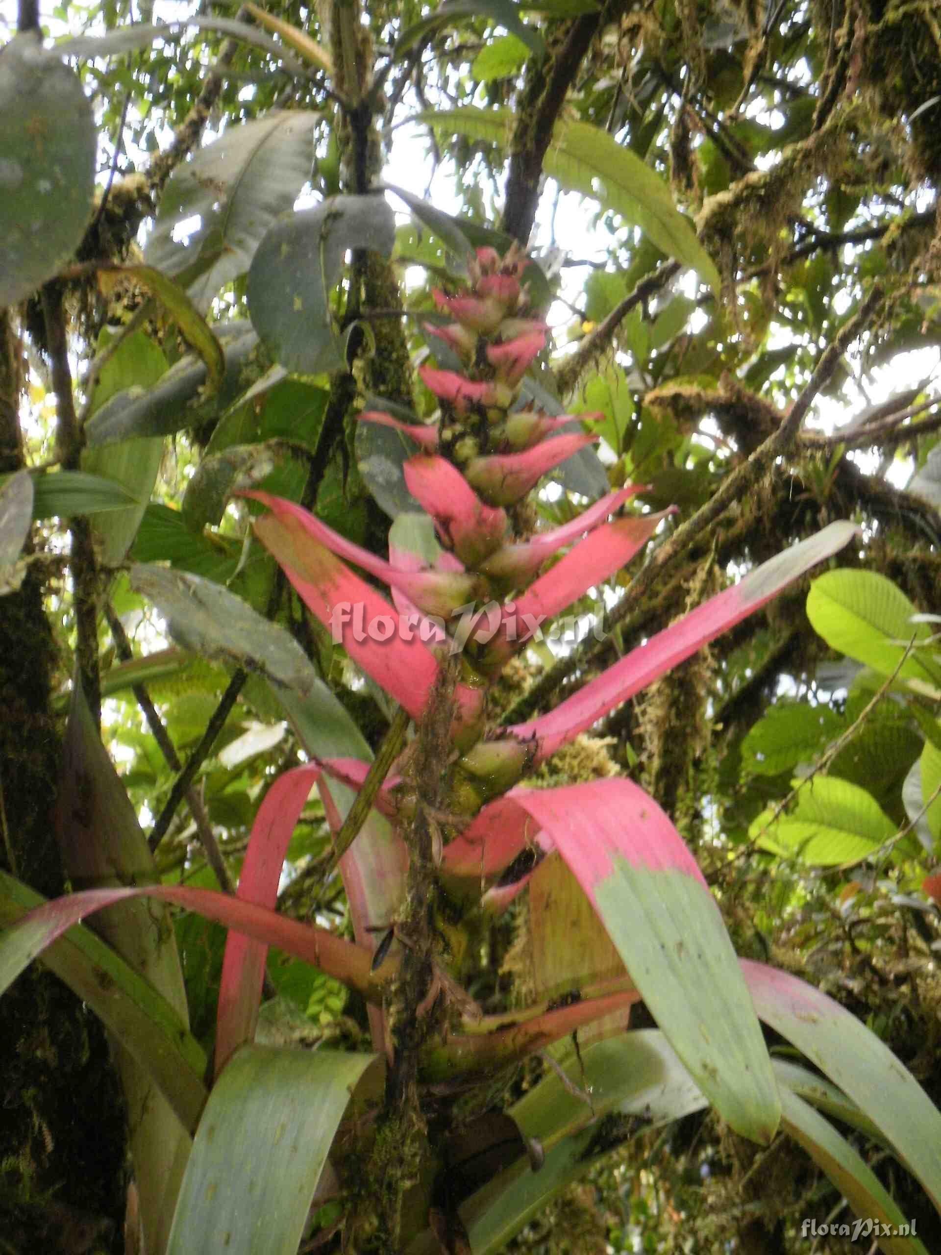 Guzmania kressii