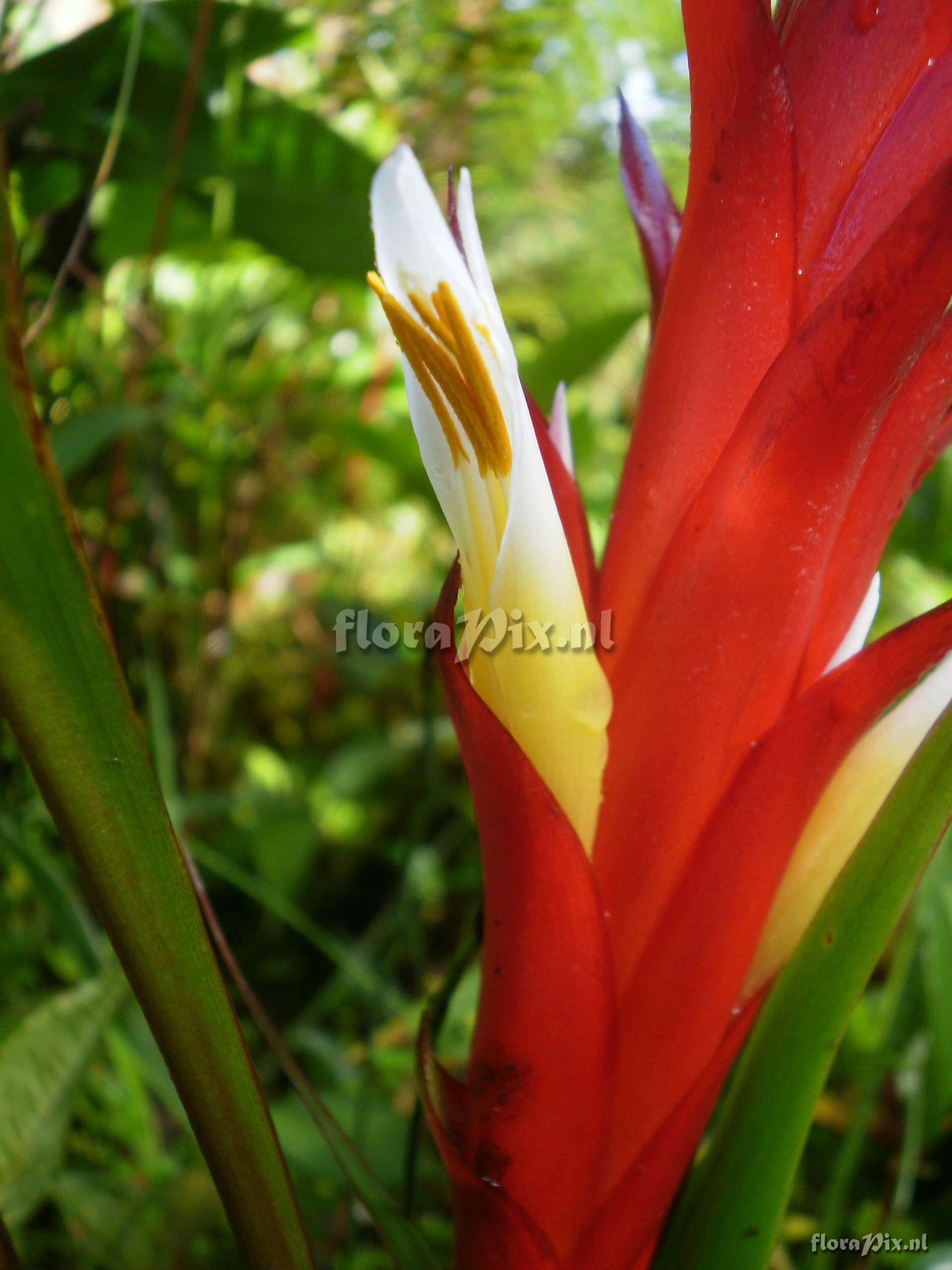 Pitcairnia sp?