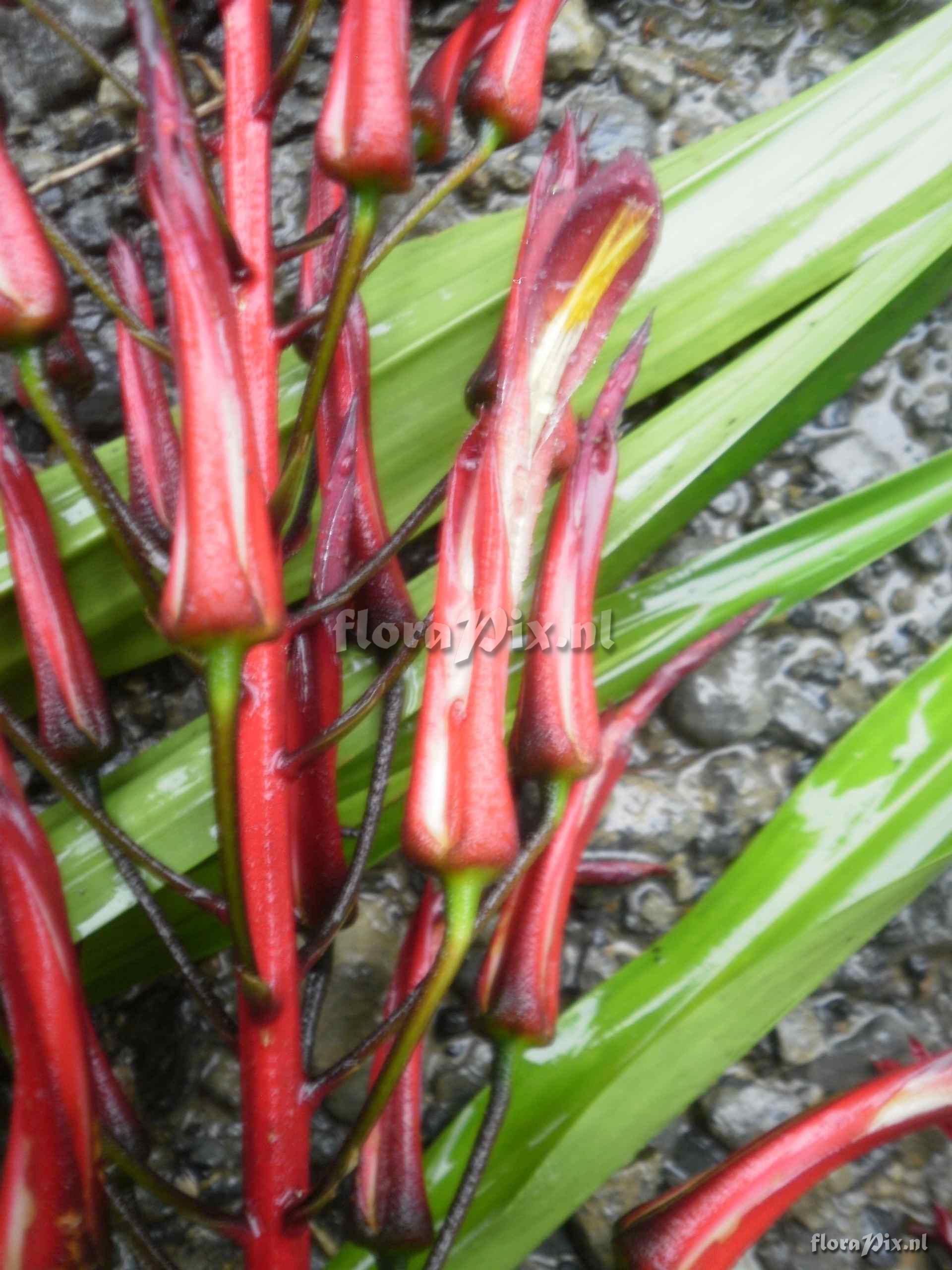 Pitcairnia sp?