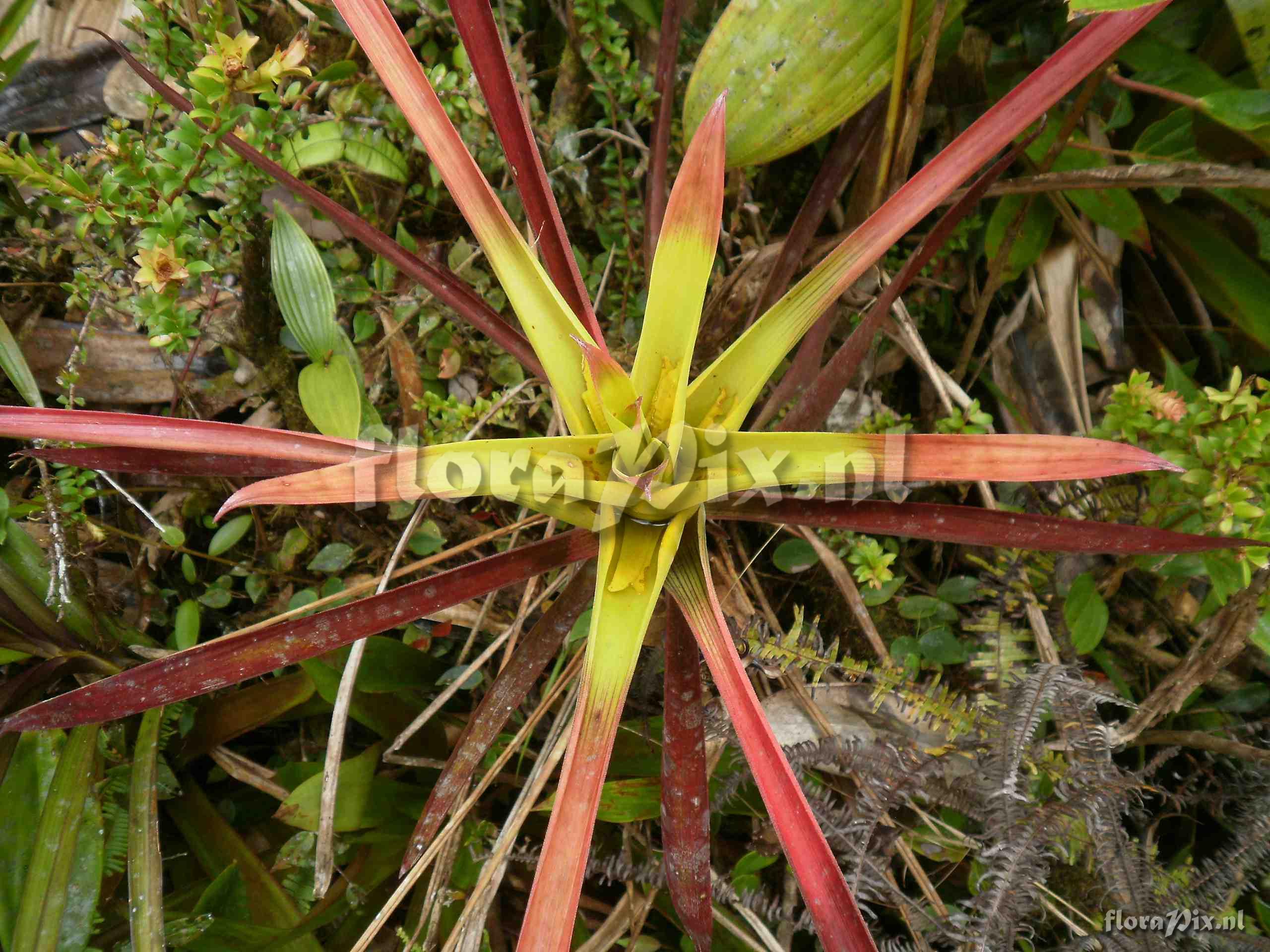 Guzmania adscendens