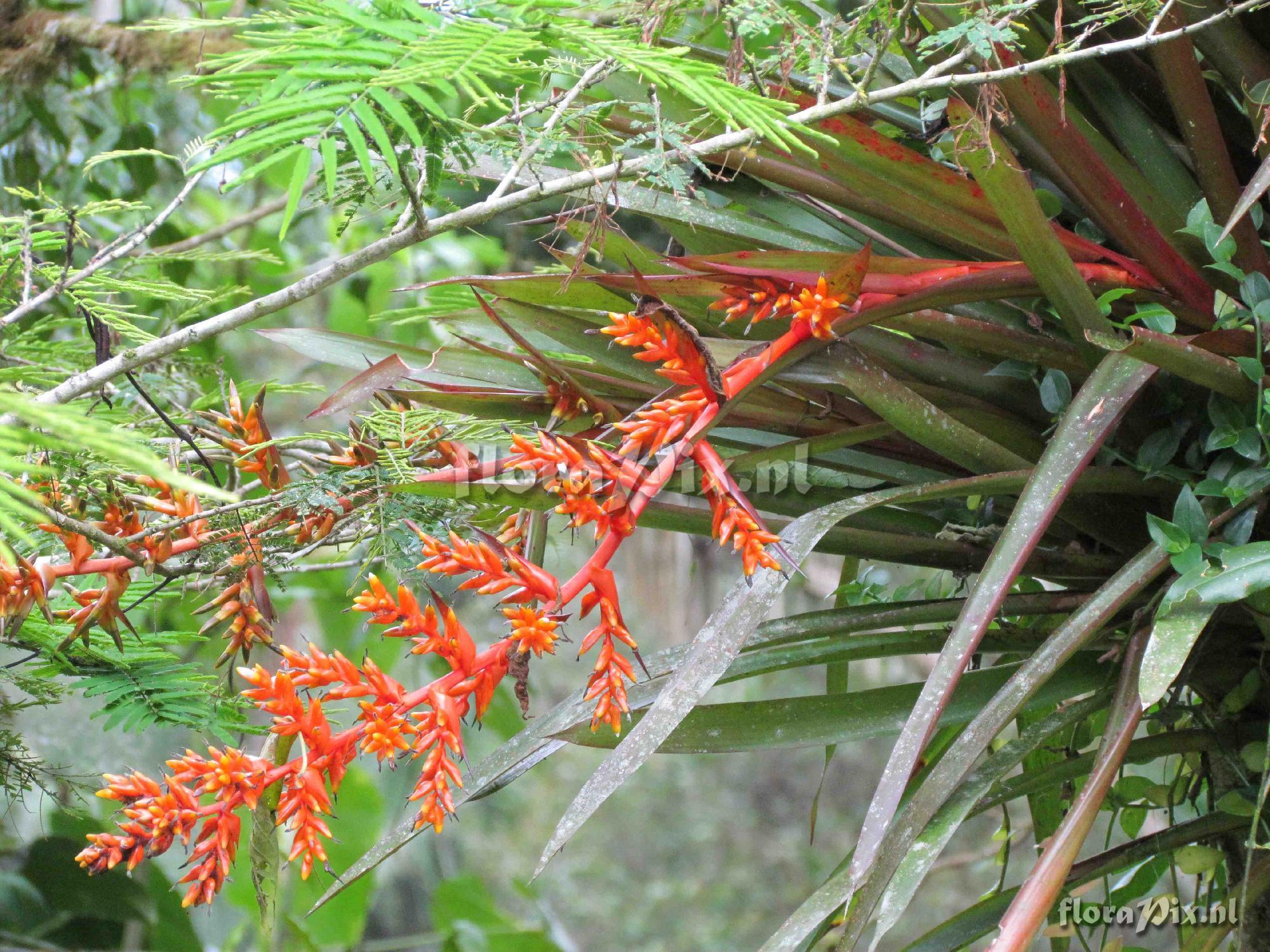 Guzmania multiflora