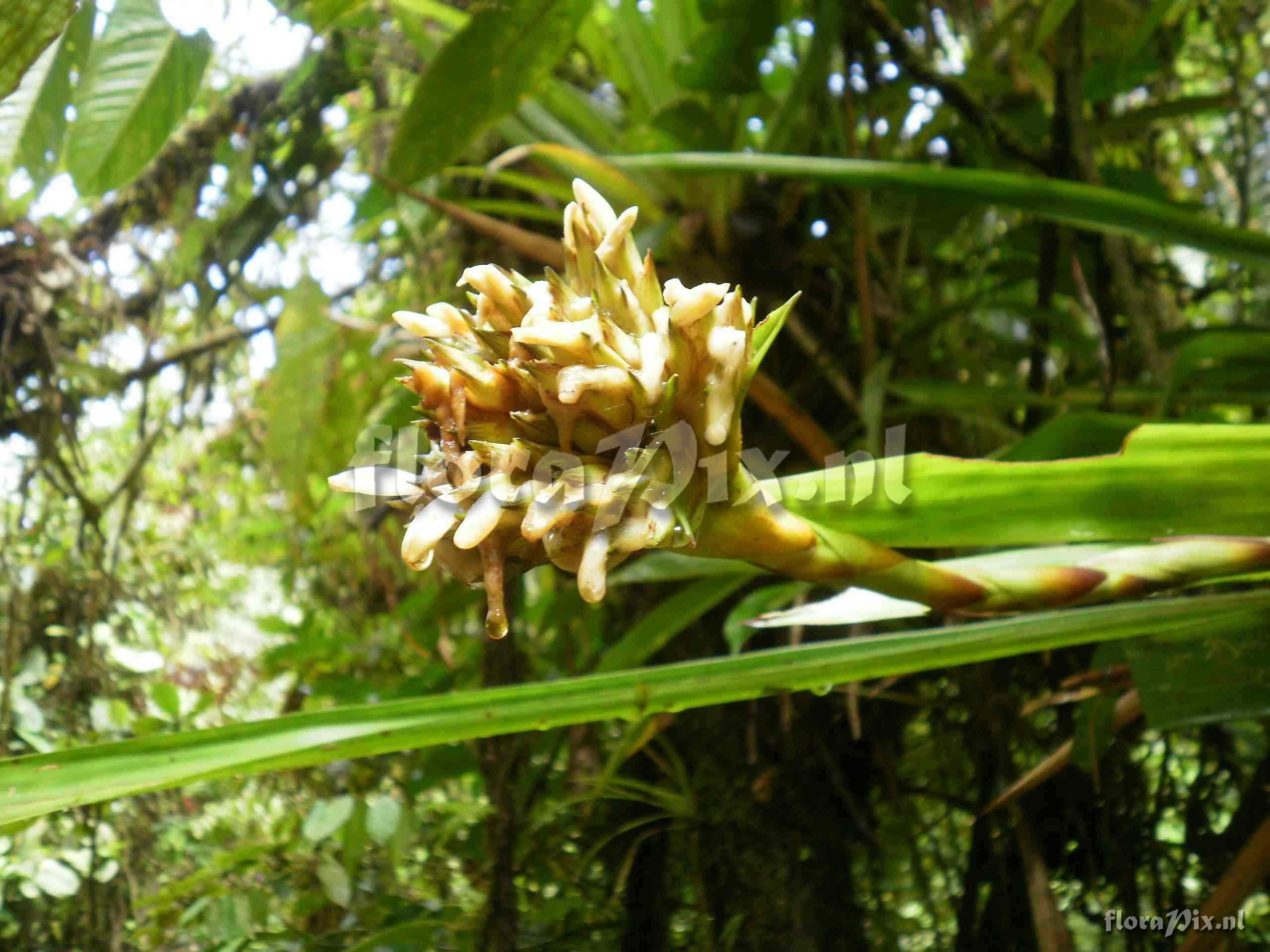 Guzmania sp?