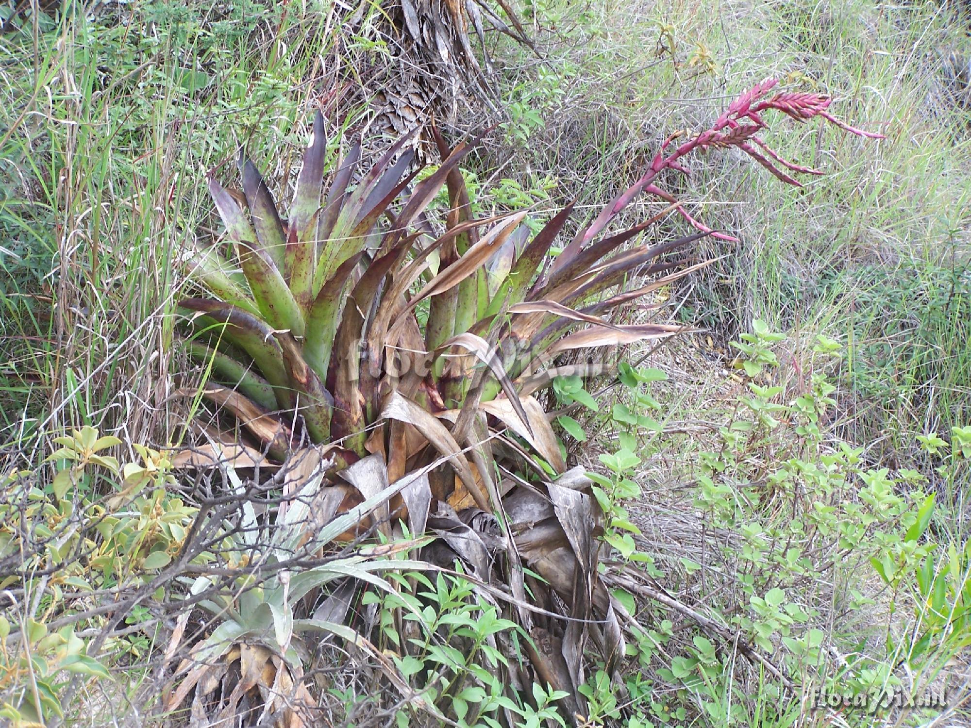 Tillandsia sp.