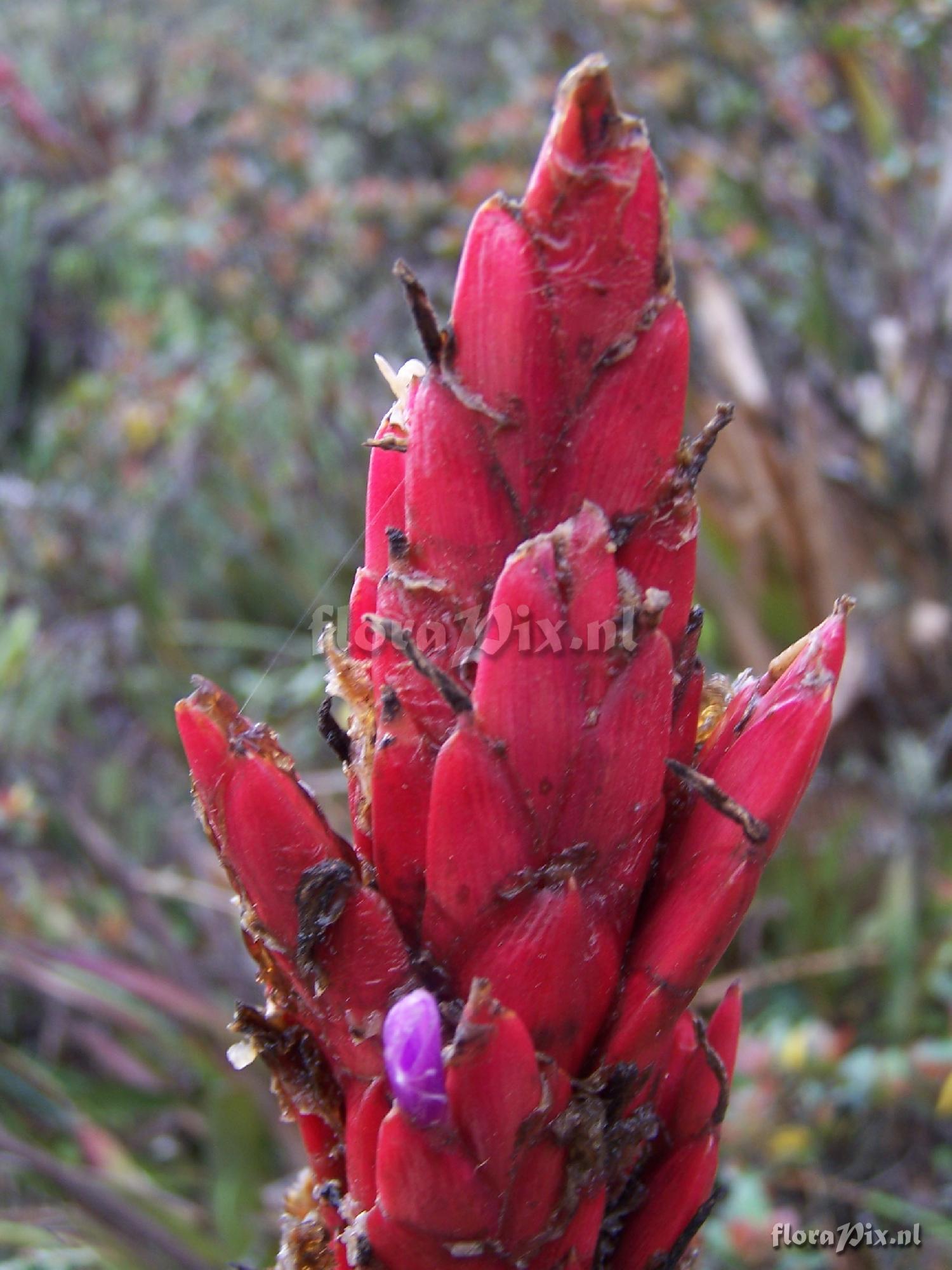 Tillandsia sp.