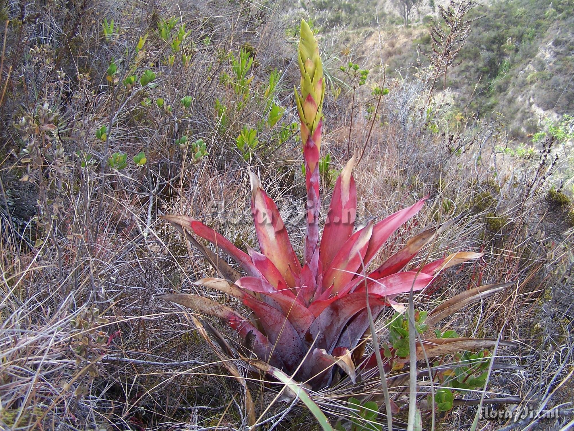 Tillandsia sp.