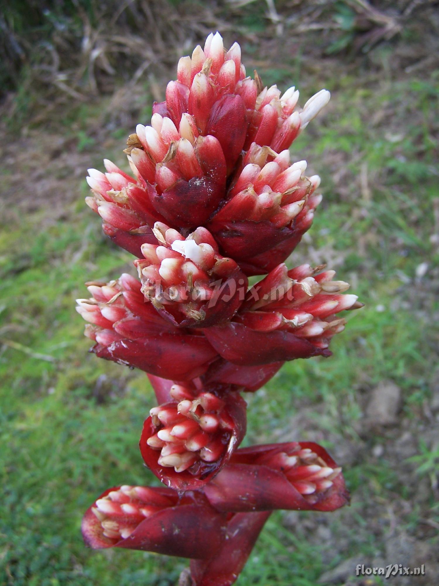 Guzmania sp.