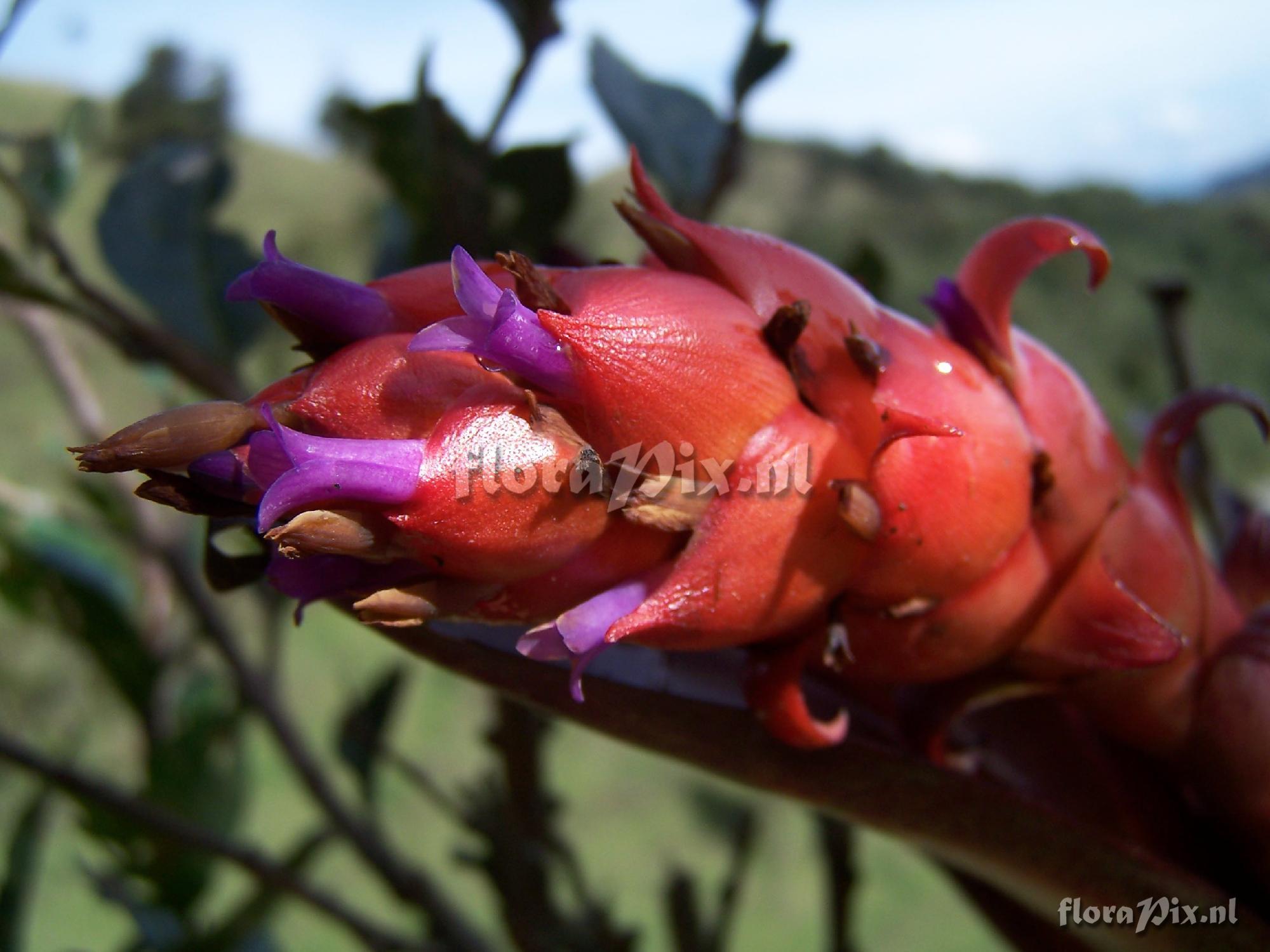 Tillandsia ionochroma