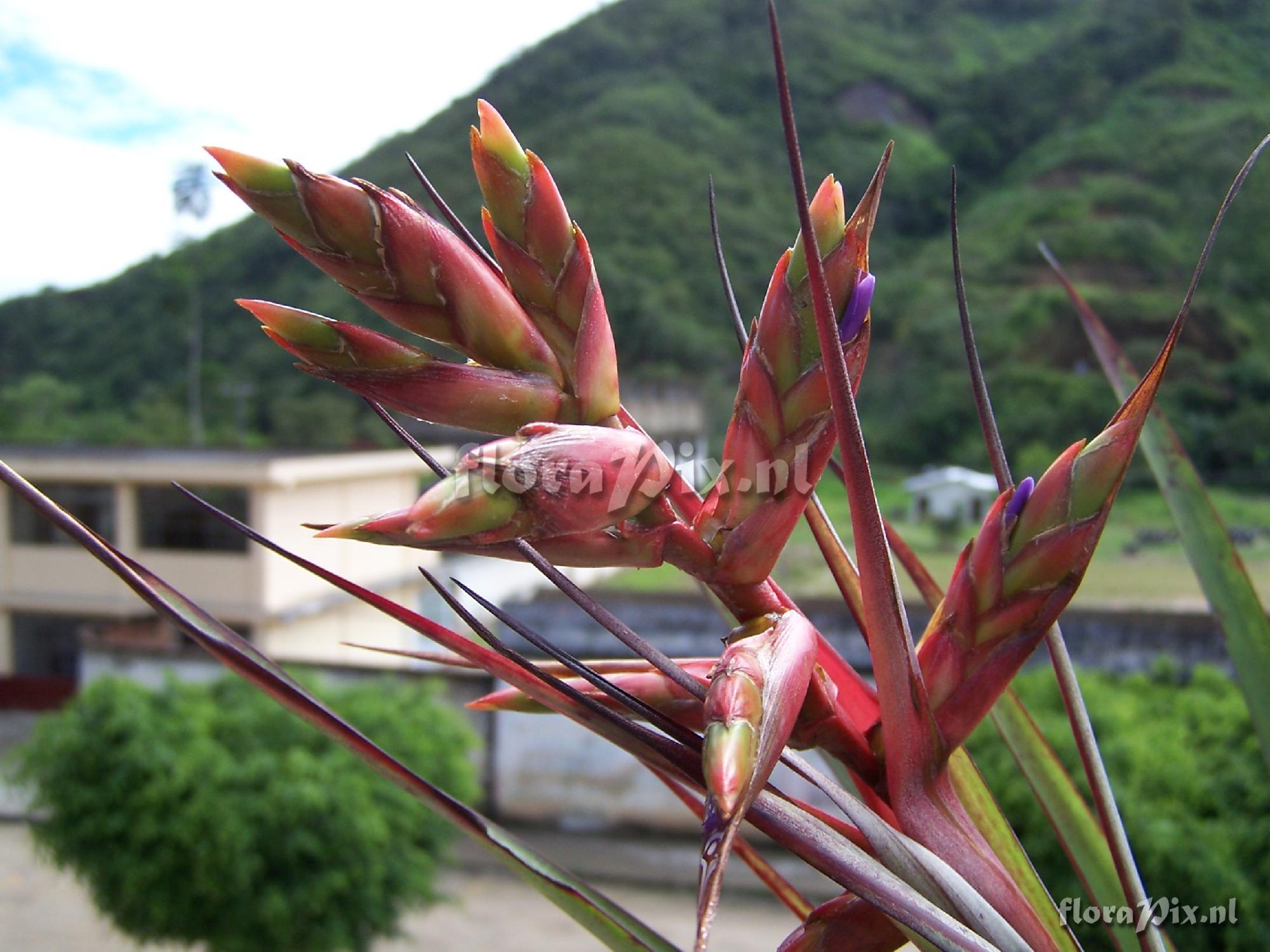 Tillandsia confinis var. caudata