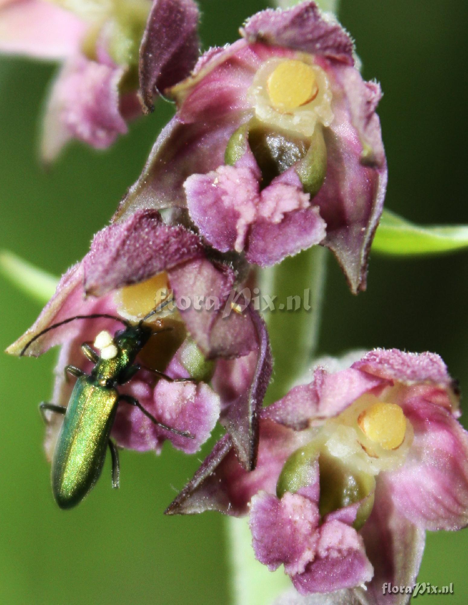 Epipactis atrorubens