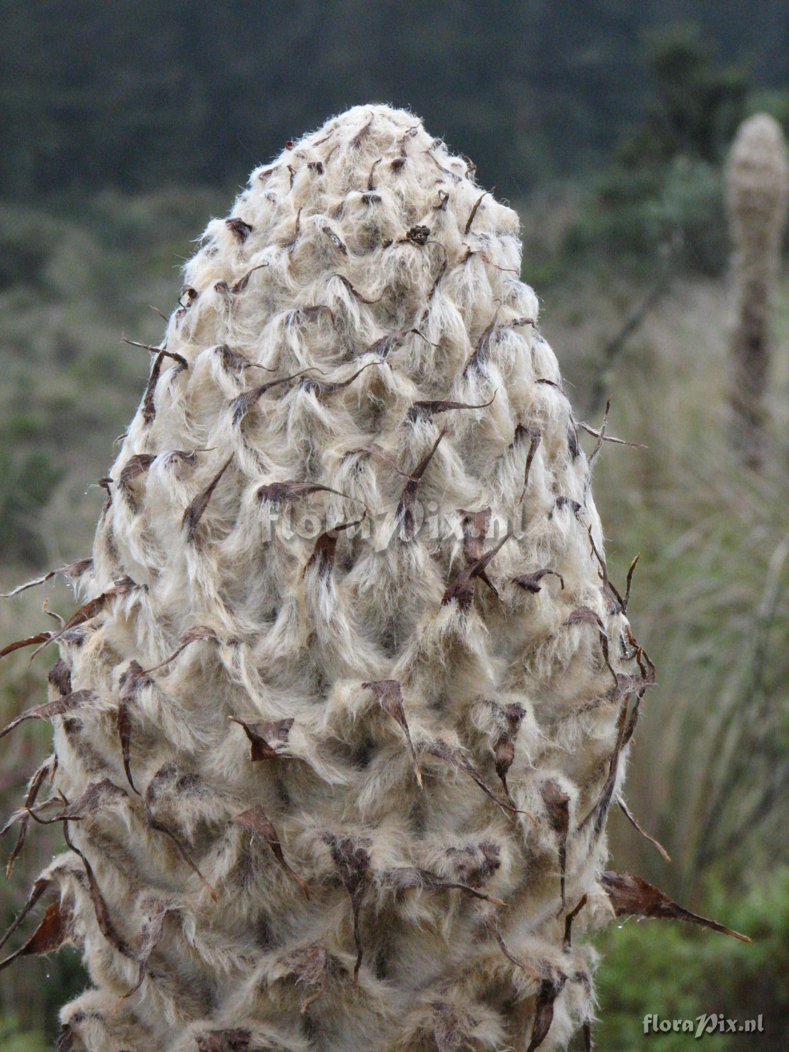 Puya clava-herculis