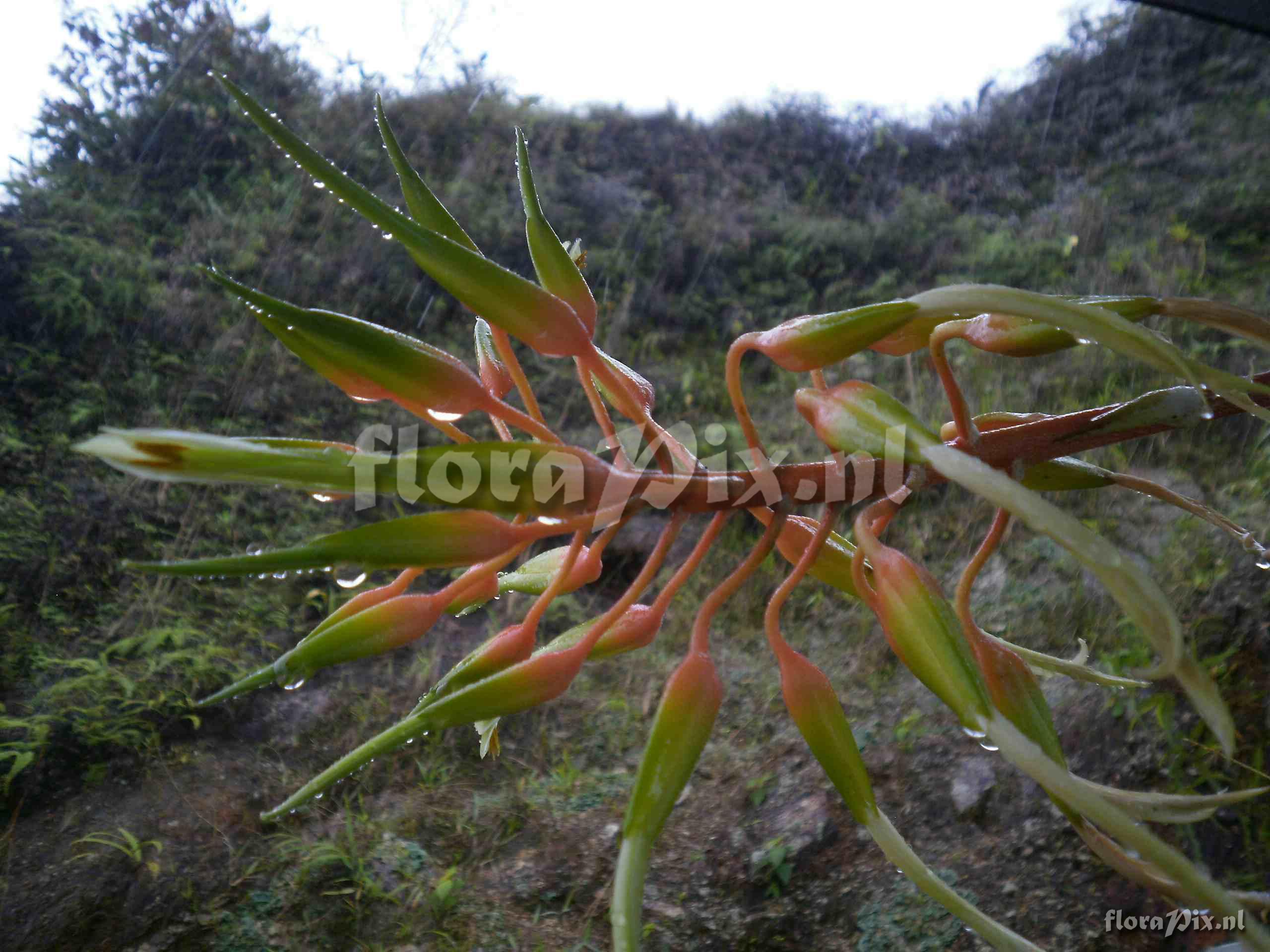 Pitcairnia susannae