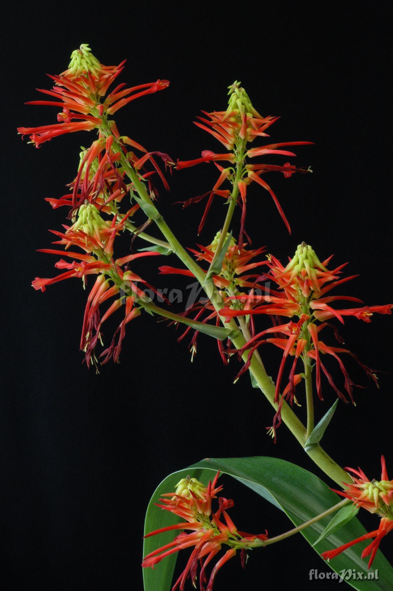 Pitcairnia lehmannii