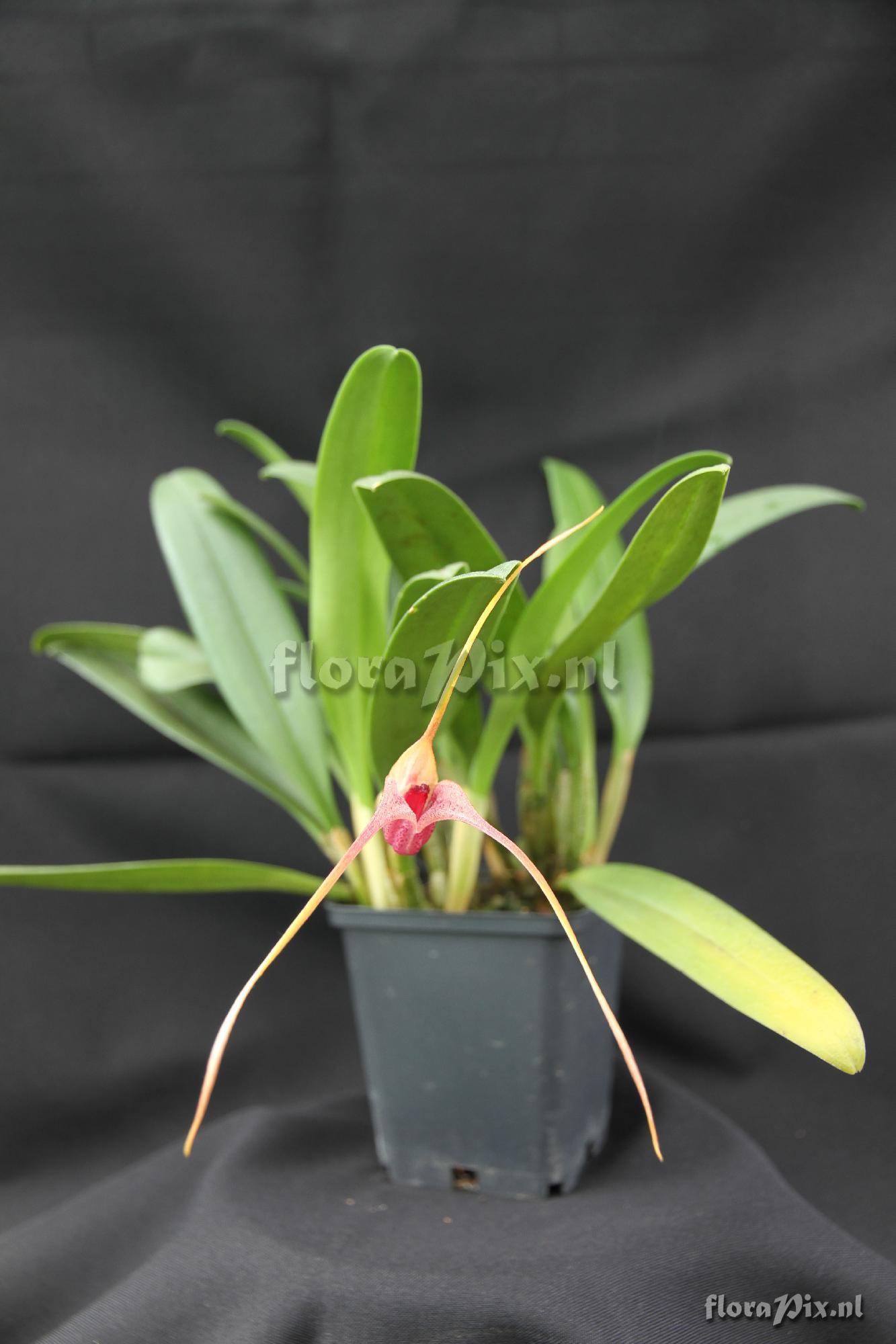 Masdevallia colossum