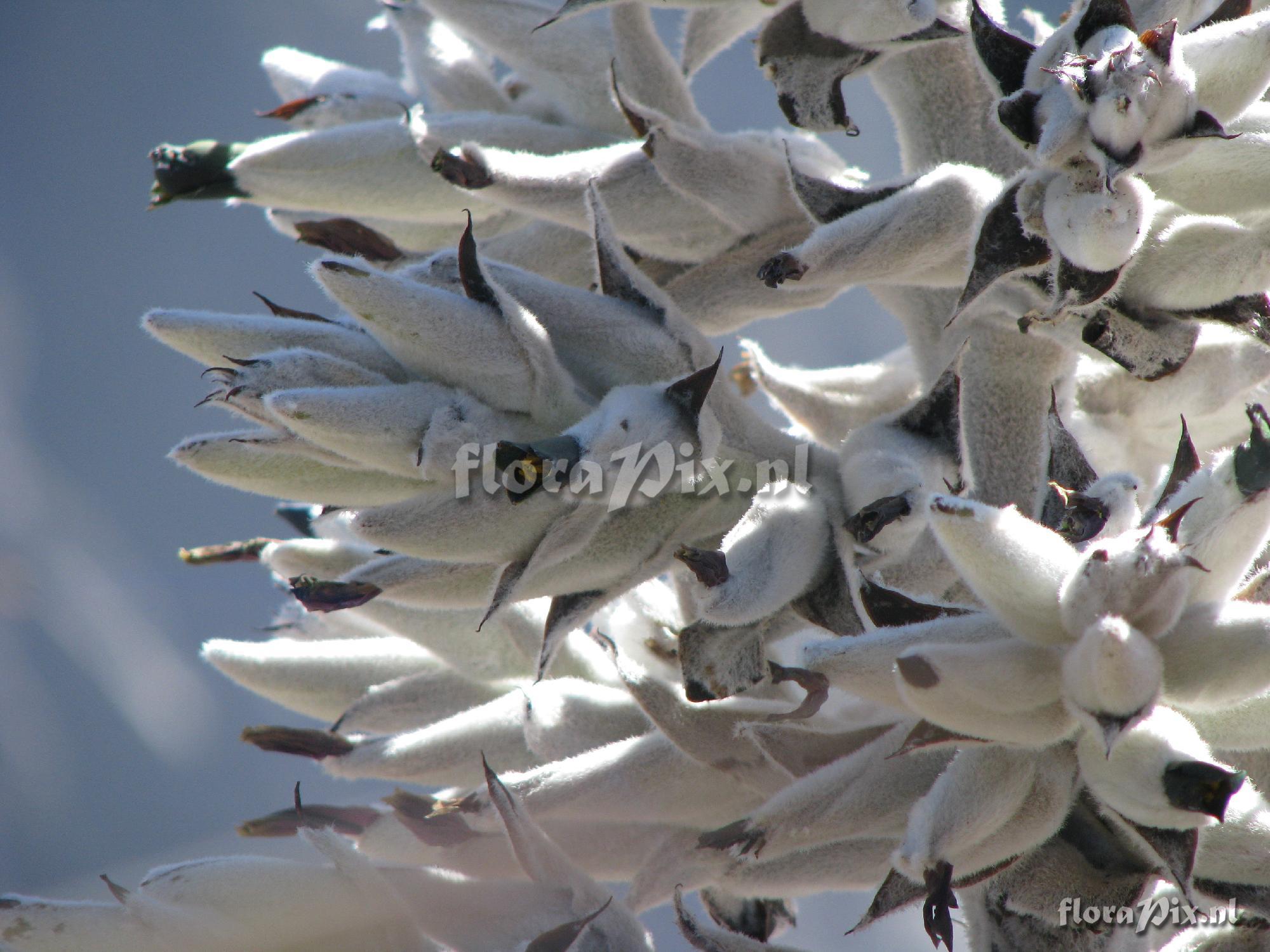 Puya spec. Colca Canyon