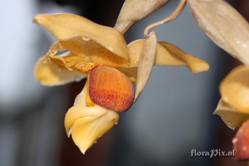 Stanhopea connata