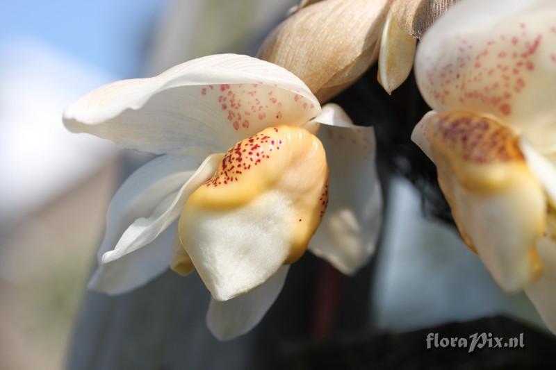 Stanhopea ecornuta