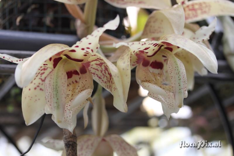 Stanhopea shuttleworthii