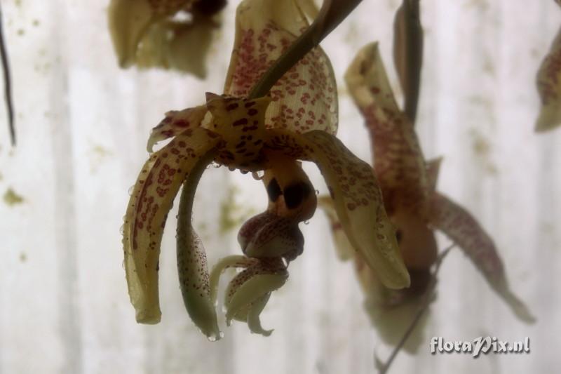 Stanhopea dodsoniana