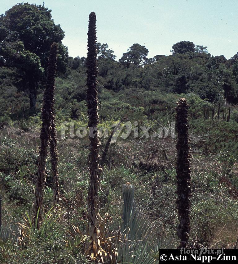 Puya dasylerioides