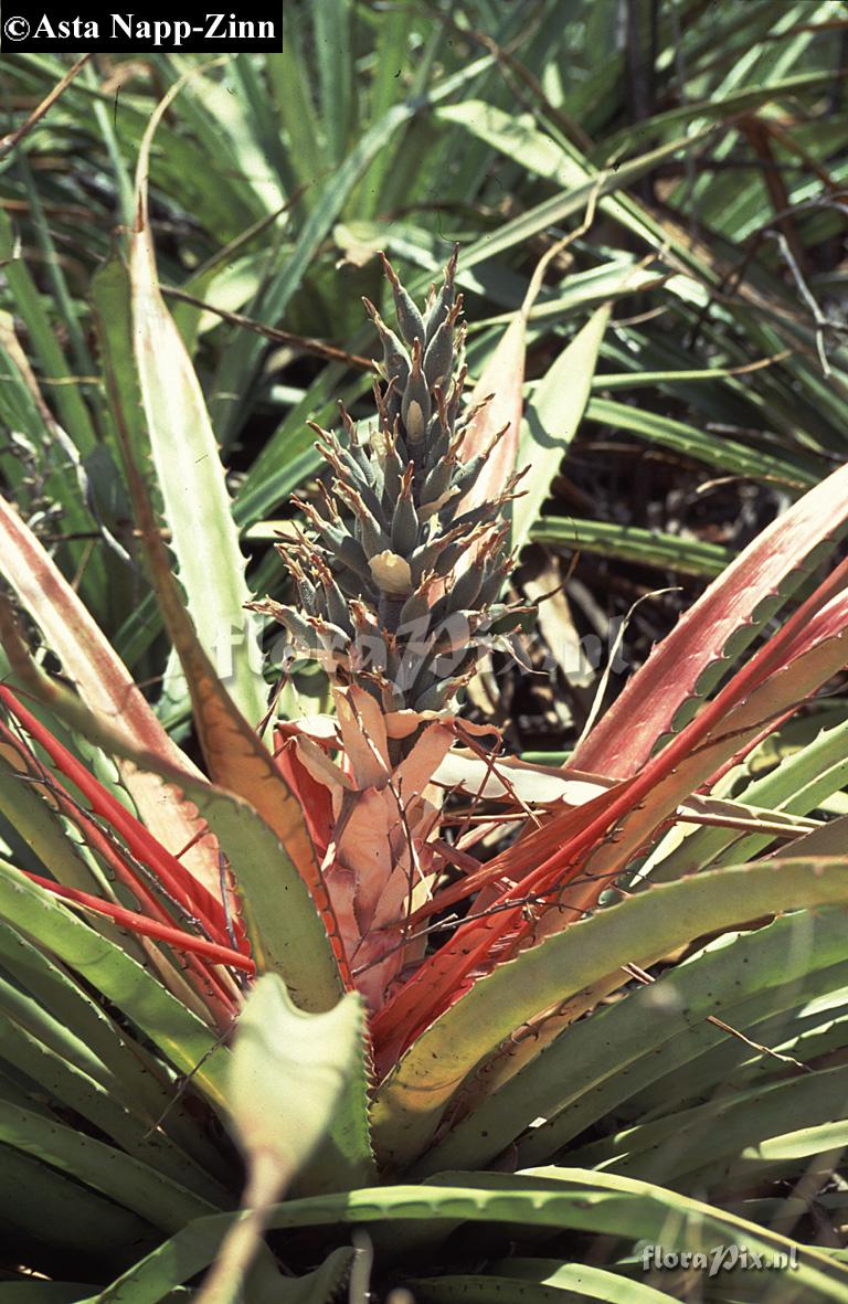 Bromelia pinguin  