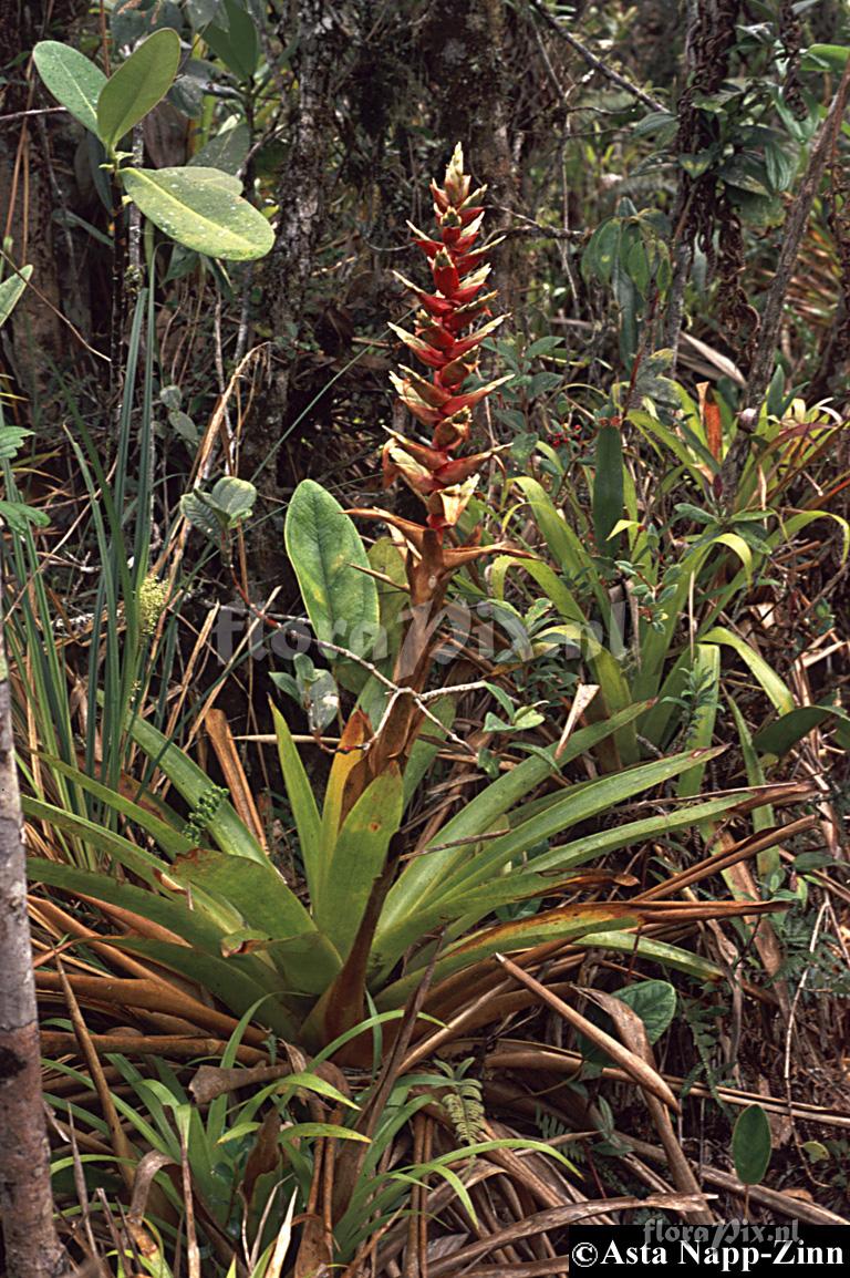 Tillandsia schimperiana