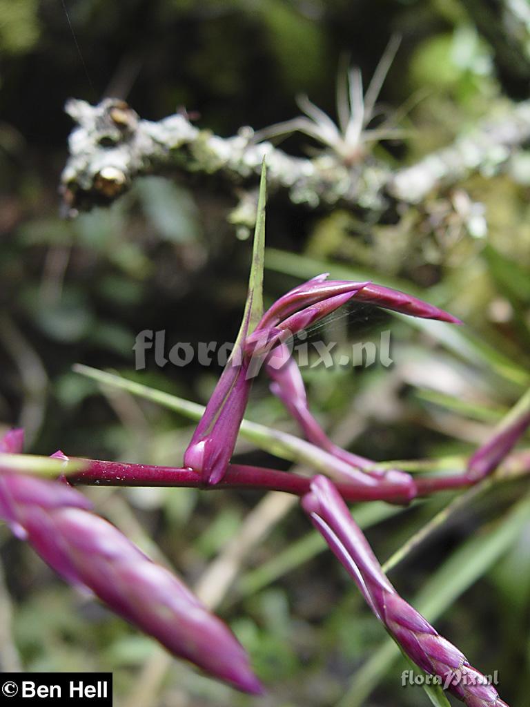 Tillandsia barbeyana