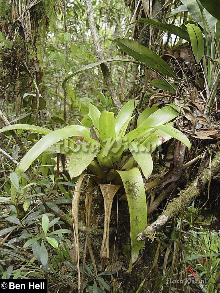 Tillandsia complanata